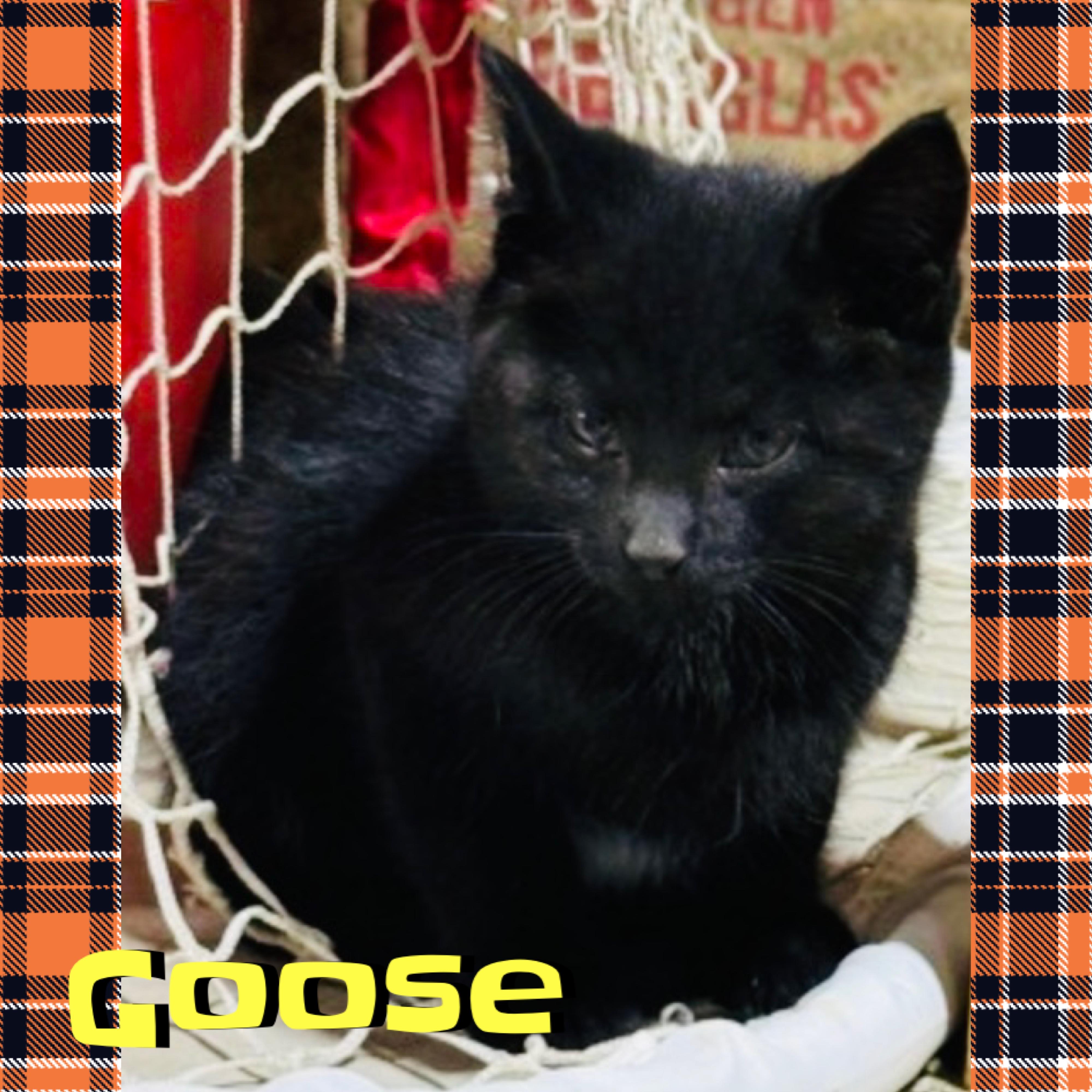 Enlarge Goose, a ADOPTABLE mixed breed in Red Lodge, MT image 3/4