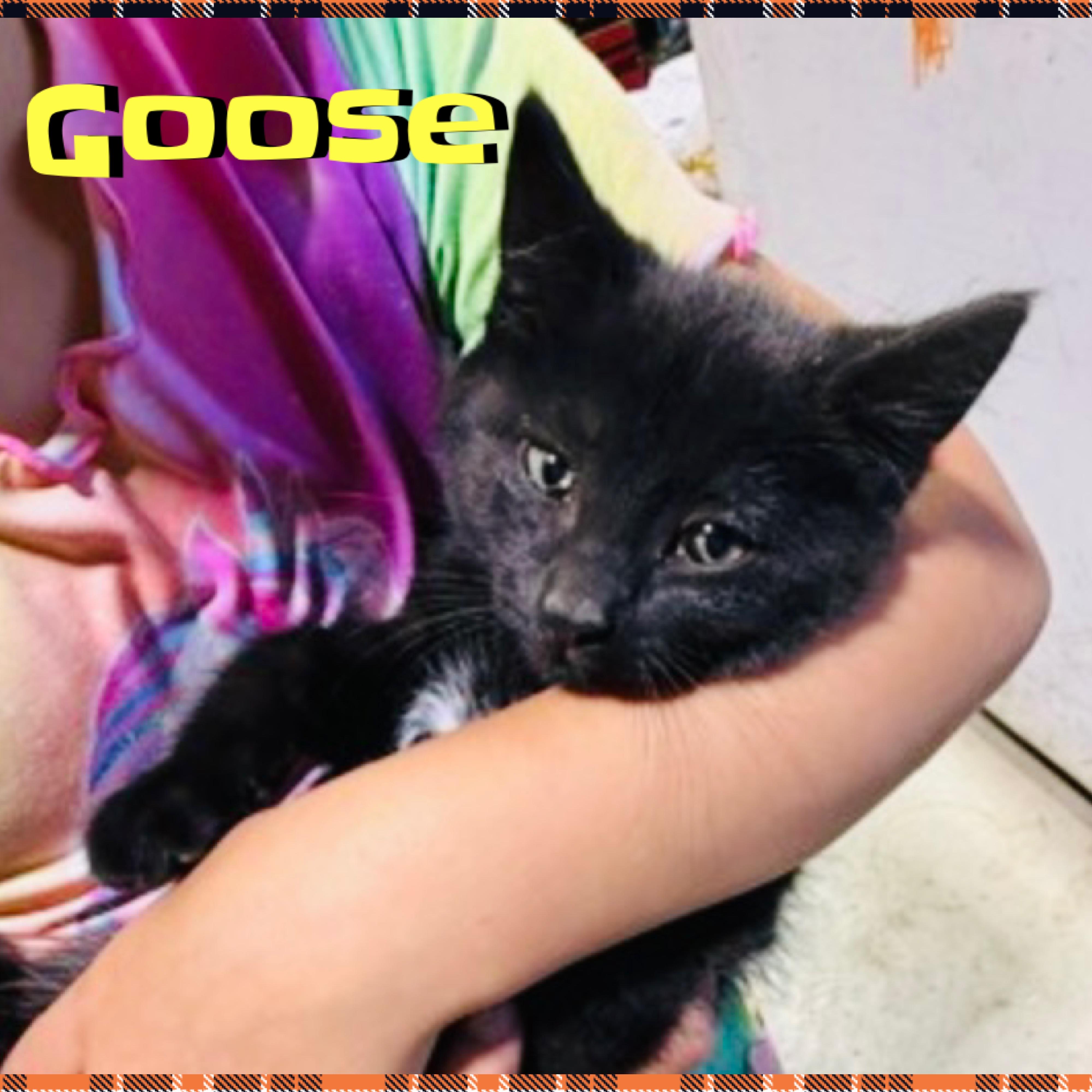 Enlarge Goose, a ADOPTABLE mixed breed in Red Lodge, MT image 4/4