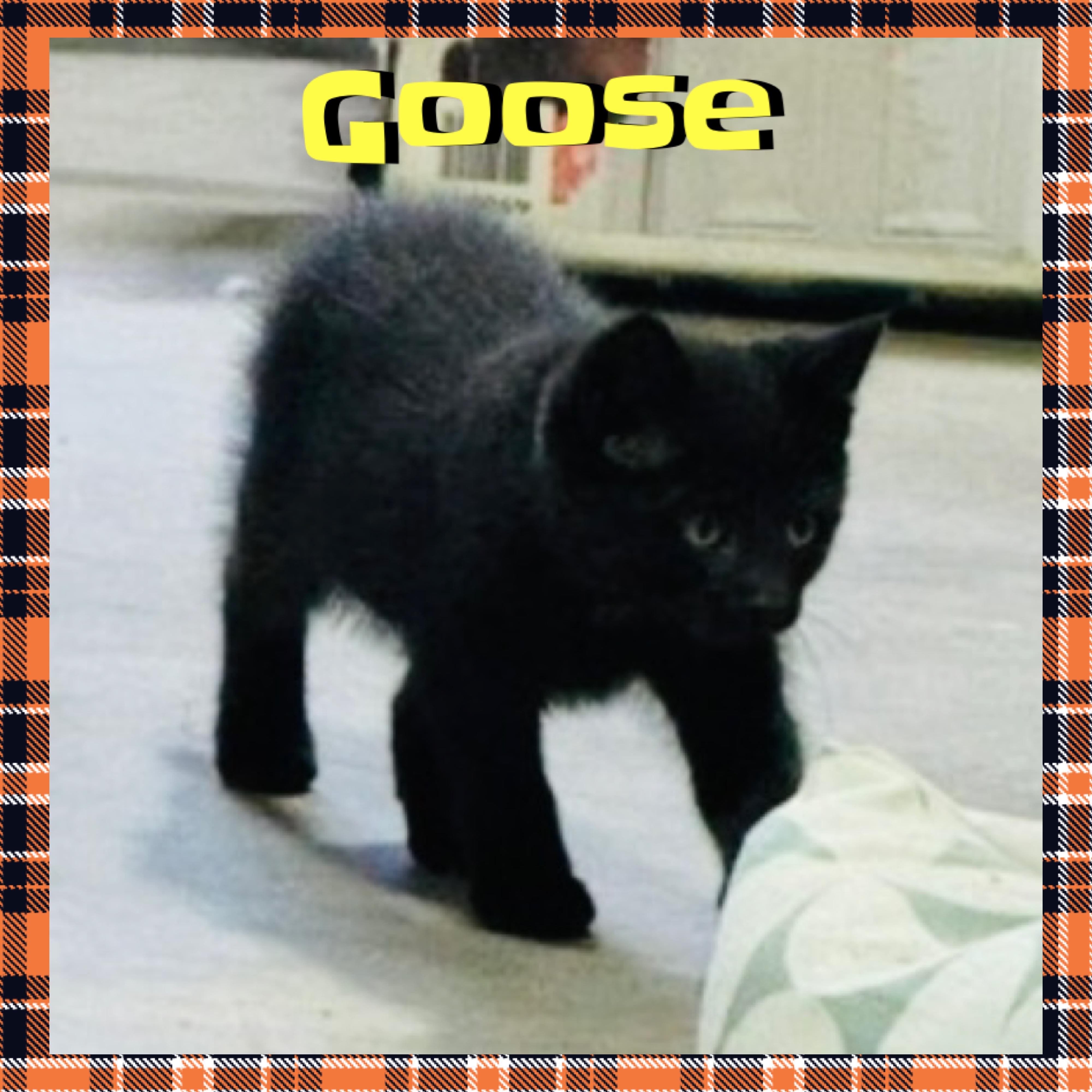 Enlarge Goose, a ADOPTABLE mixed breed in Red Lodge, MT image 2/4