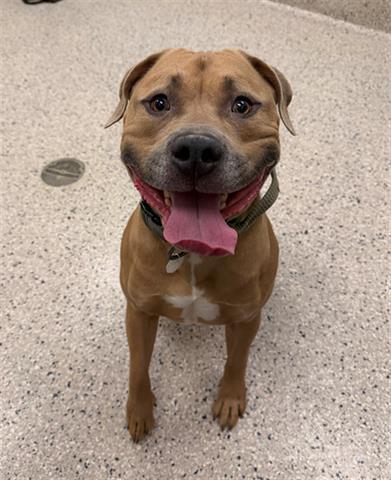 RUSSEL, Adoptable, Young Male Pit Bull Terrier.