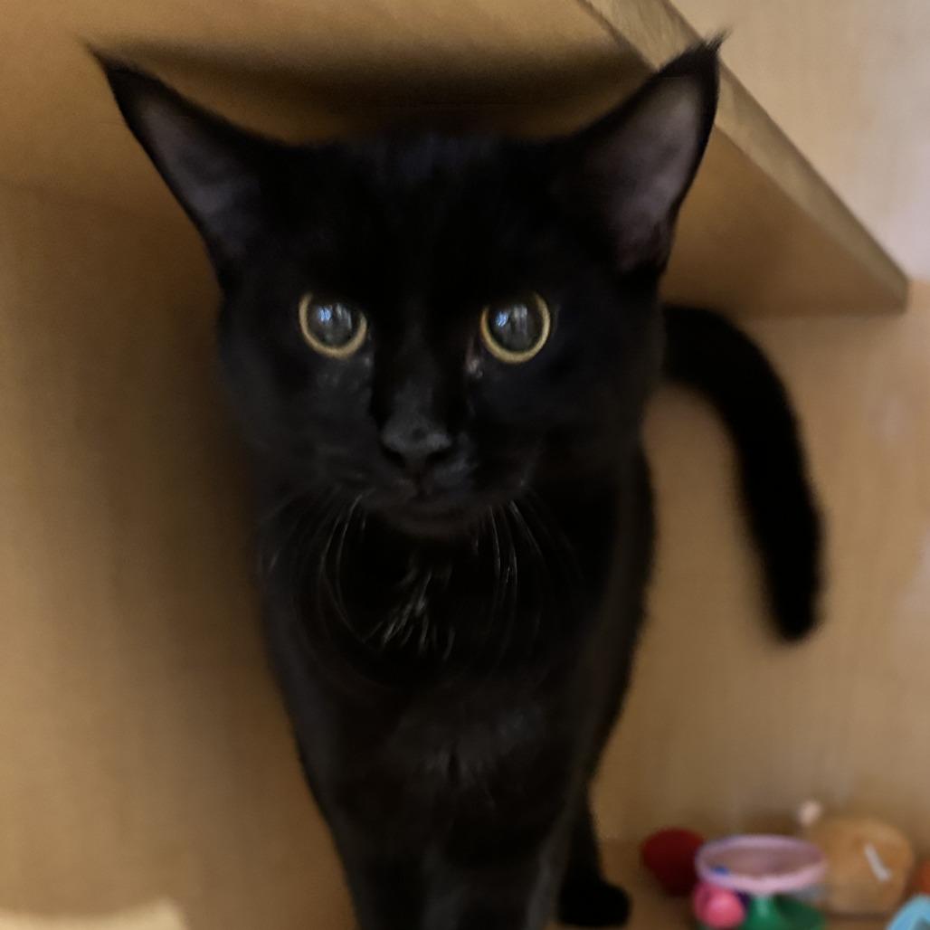 Sansa, Adoptable, Young Female Domestic Short Hair.