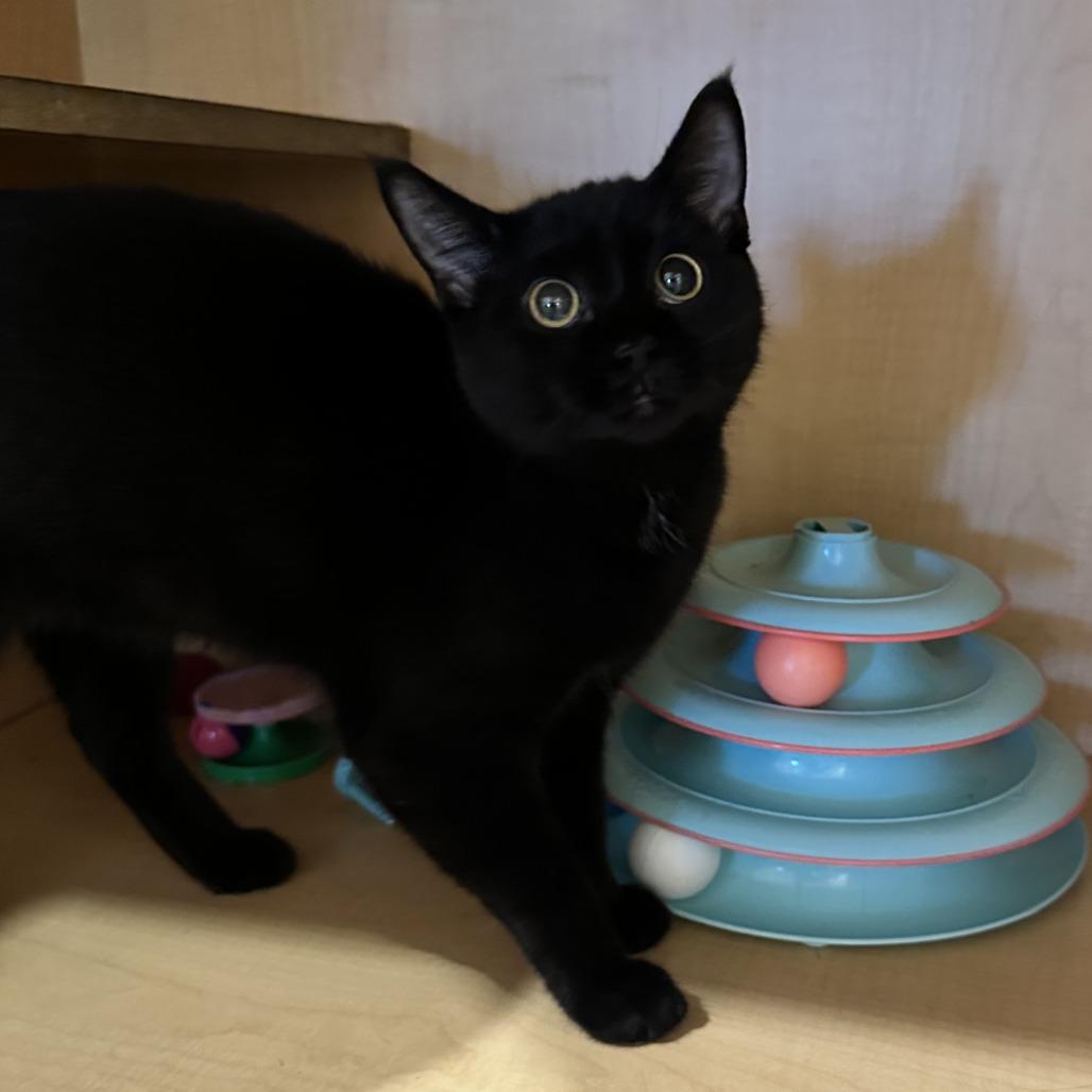 Enlarge Sansa, a Adoptable Domestic Short Hair in Washington Township, OH image 2/2