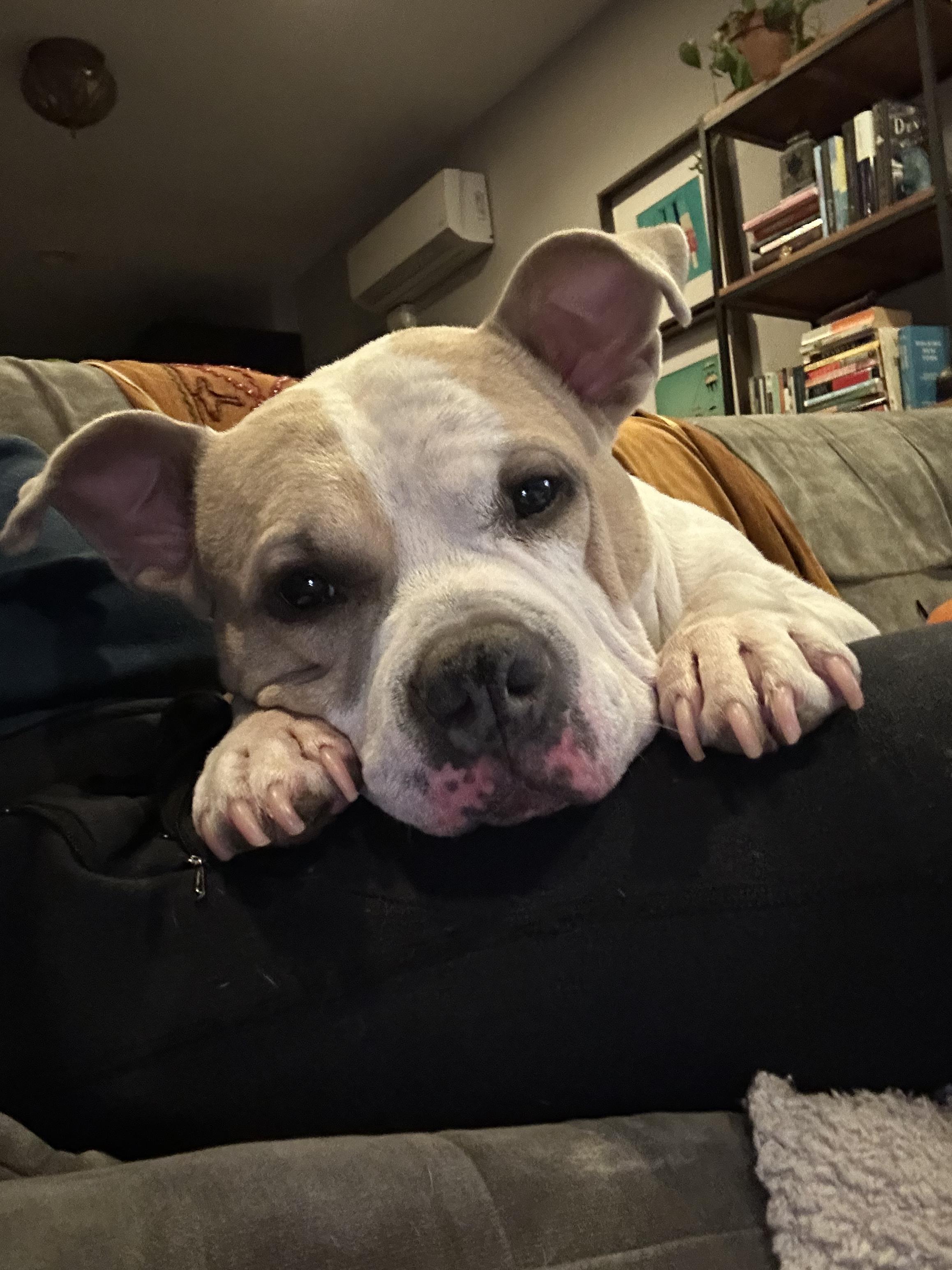 Remy, Adoptable, Adult Female Bulldog.