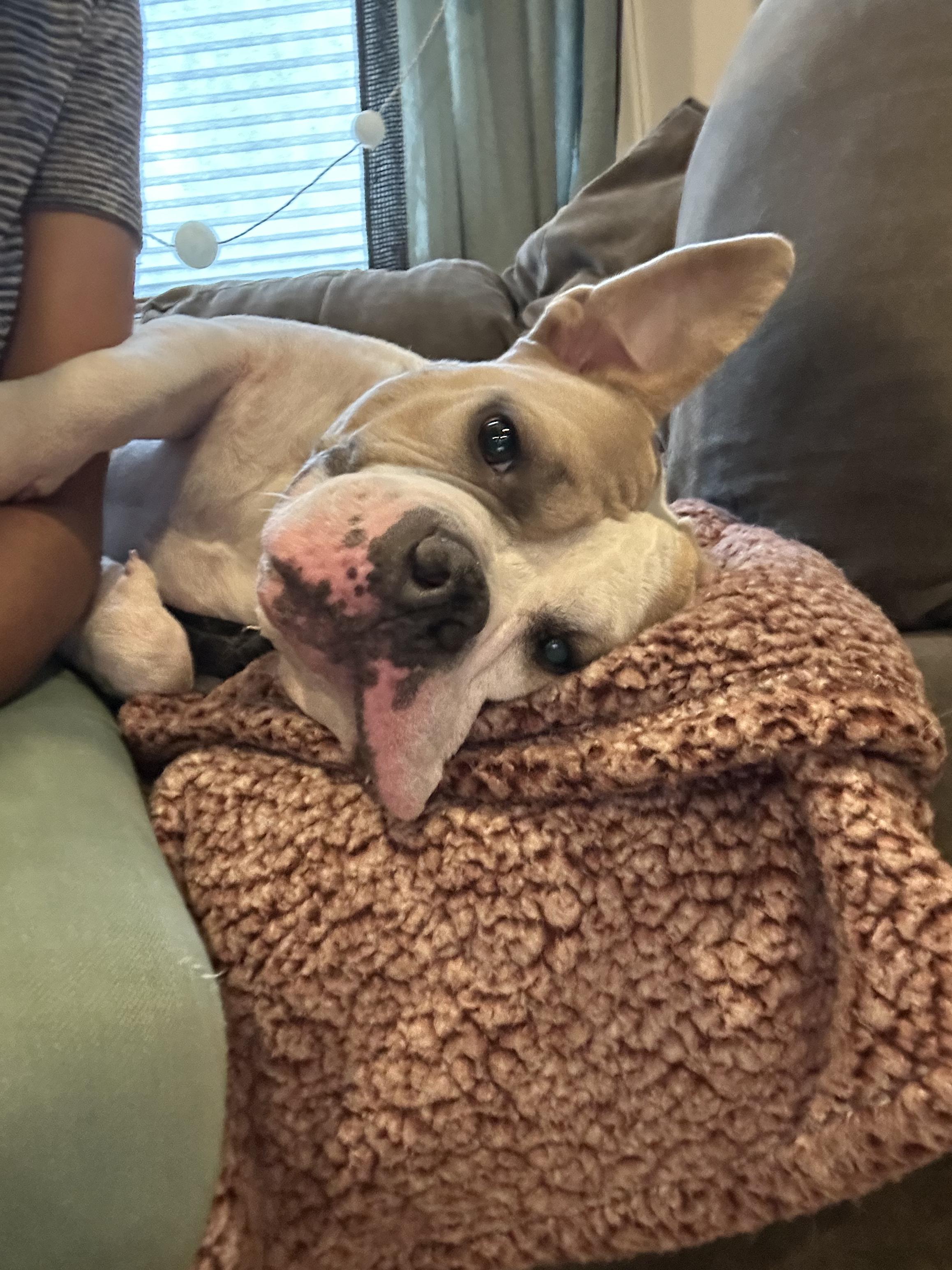 Enlarge Remy, a Adoptable mixed breed in Central Islip, NY image 2/4