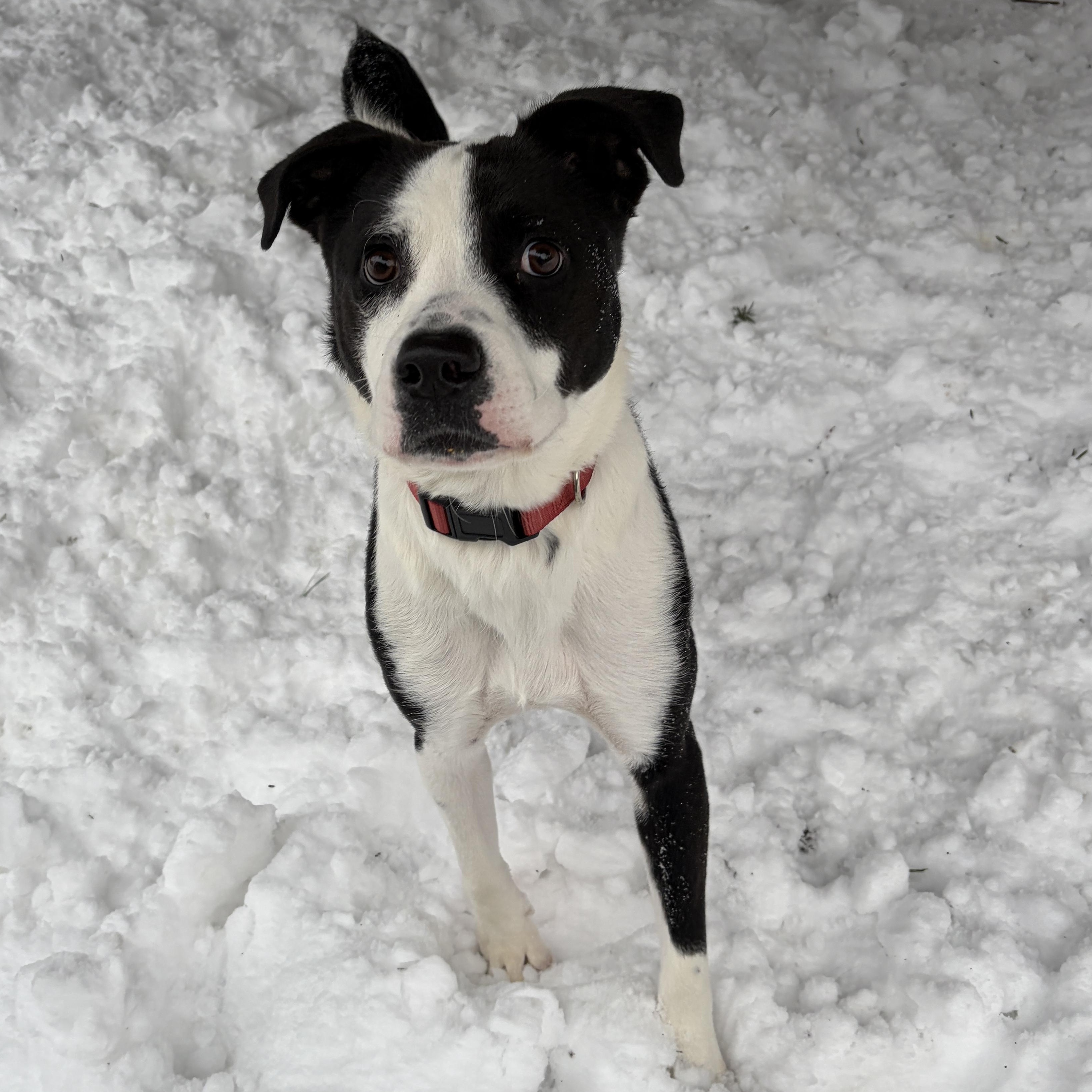 Enlarge Akin, a Adoptable mixed breed in Lindenhurst, NY image 1/1