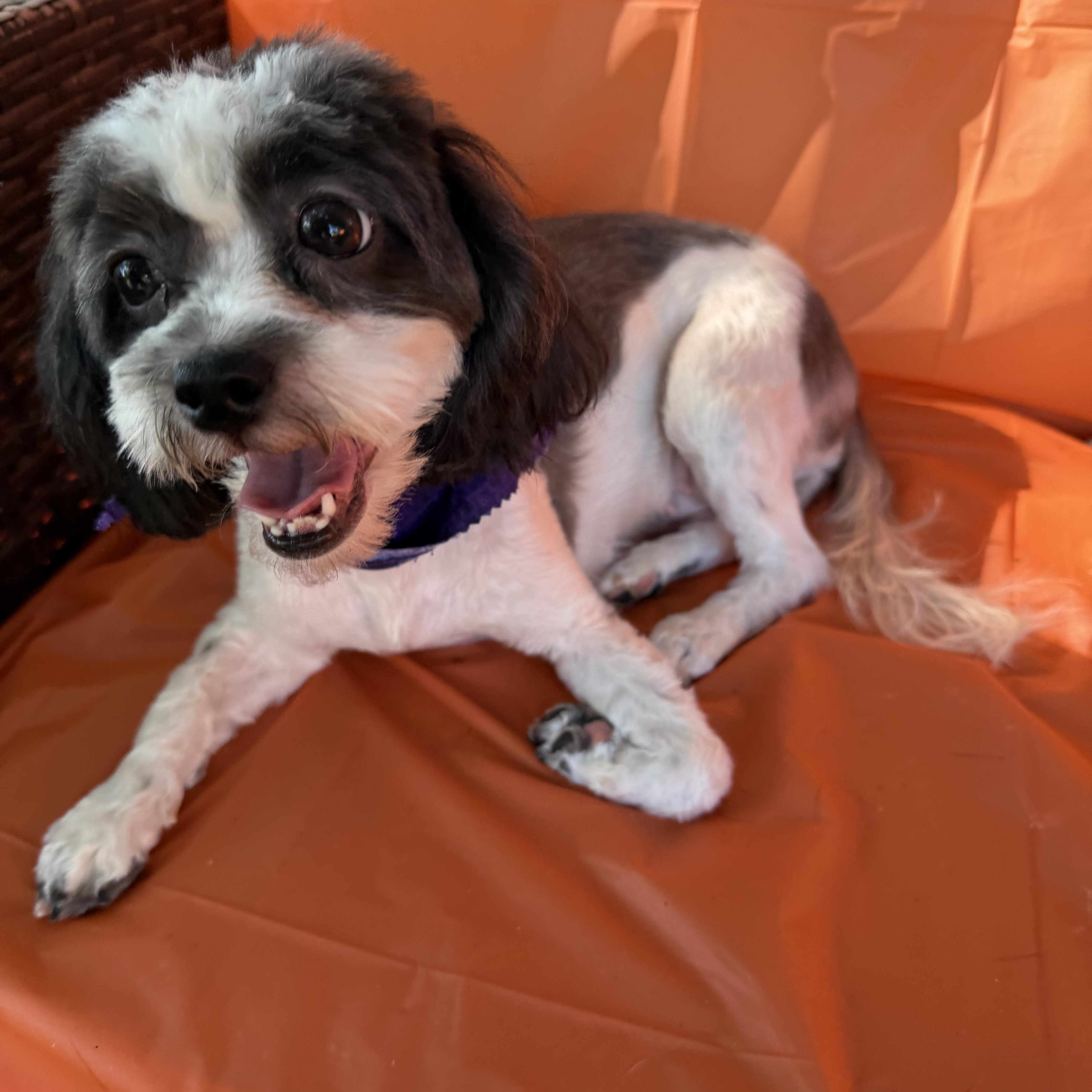 Enlarge Meesha, a Adoptable mixed breed in Westerly, RI image 3/4