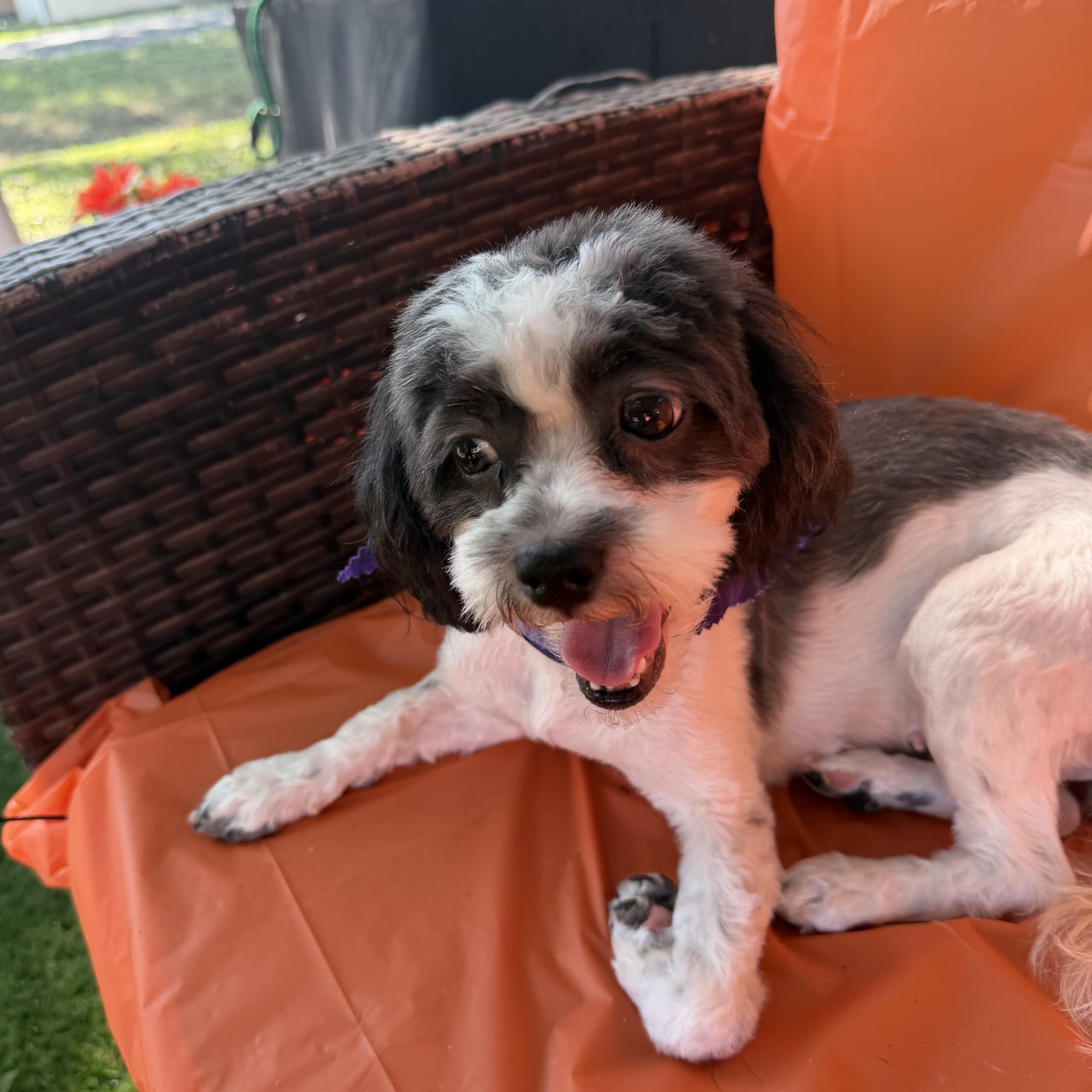 Enlarge Meesha, a Adoptable mixed breed in Westerly, RI image 4/4