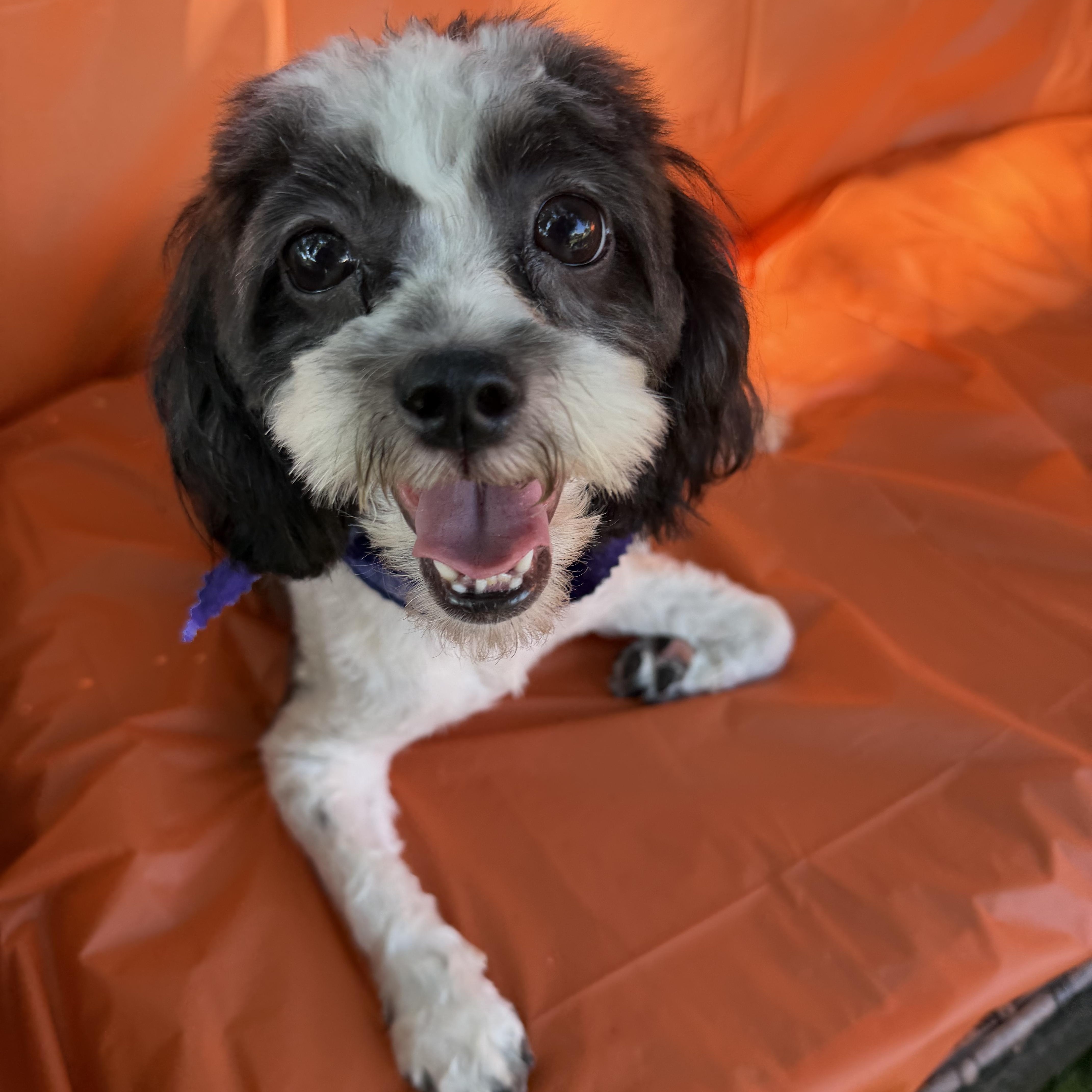 Meesha, Adoptable, Adult Female Cavalier King Charles Spaniel & Miniature Poodle.