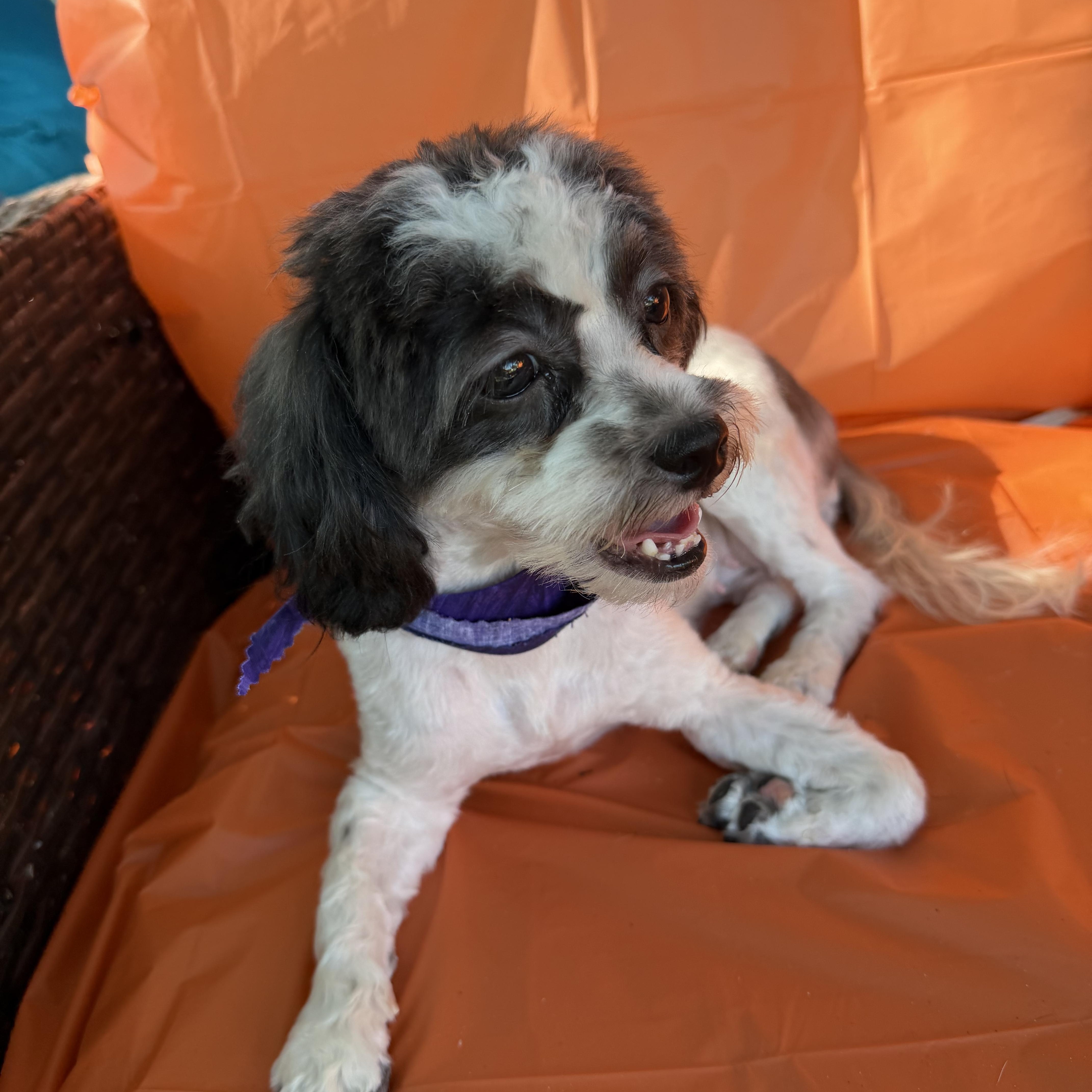 Enlarge Meesha, a Adoptable mixed breed in Westerly, RI image 2/4