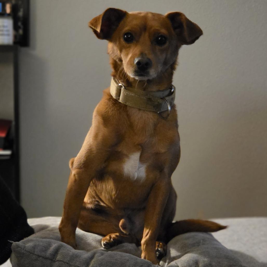 Jordy, Adoptable, Adult Male Chihuahua & Mixed Breed.