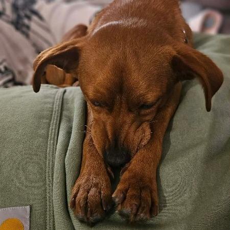 Enlarge Jordy, a Adoptable mixed breed in Alma, WI image 2/6