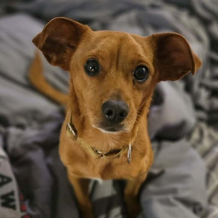 Enlarge Jordy, a Adoptable mixed breed in Alma, WI image 3/6
