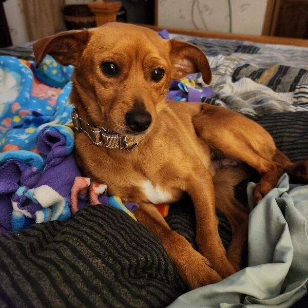 Enlarge Jordy, a Adoptable mixed breed in Alma, WI image 4/6