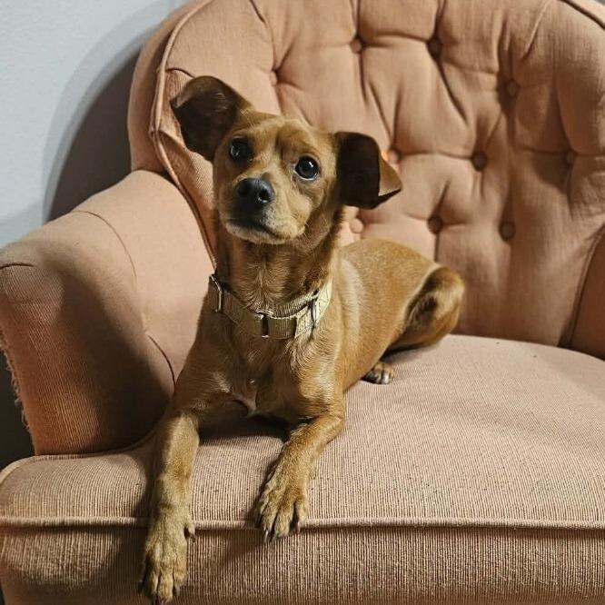 Enlarge Jordy, a Adoptable mixed breed in Alma, WI image 6/6
