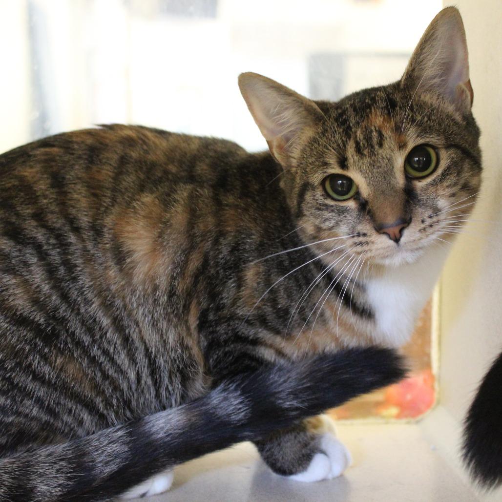 Peaches, a Adoptable Domestic Short Hair in Ridgely, MD image 2/2