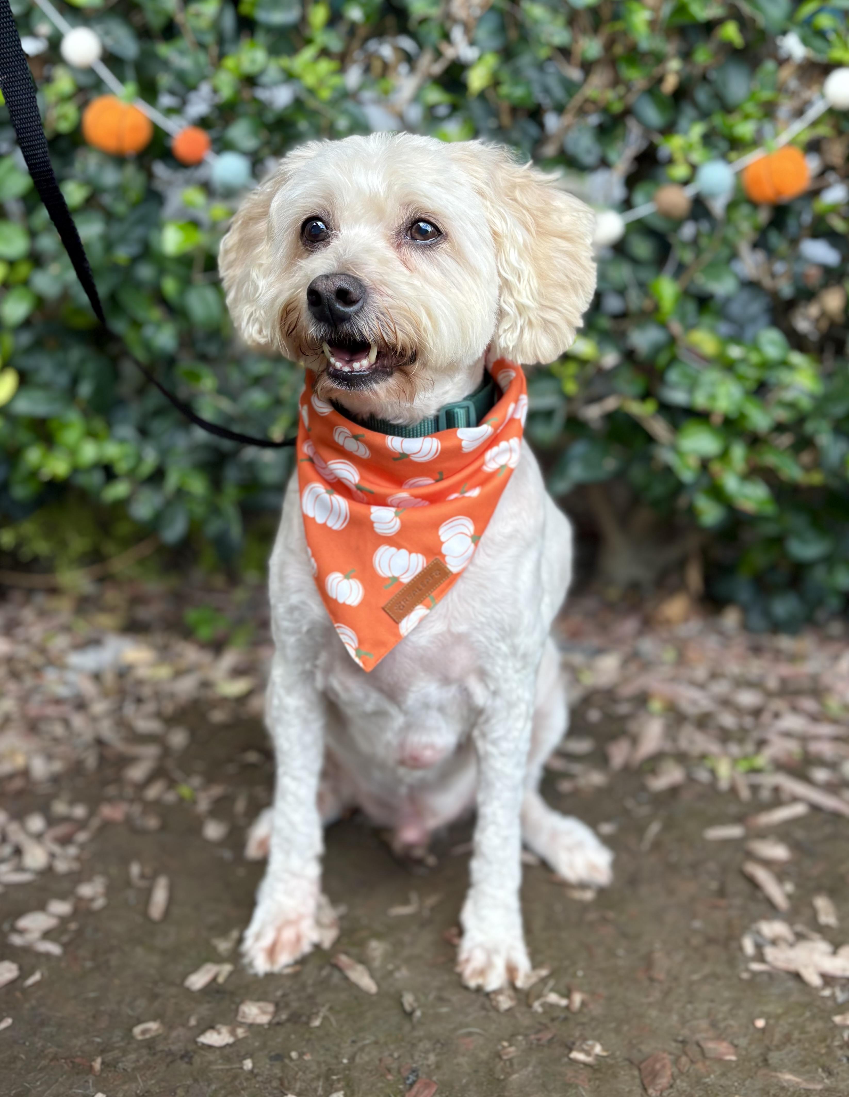 Enlarge Wesley, a Adoptable Cockapoo in South El Monte, CA image 3/6