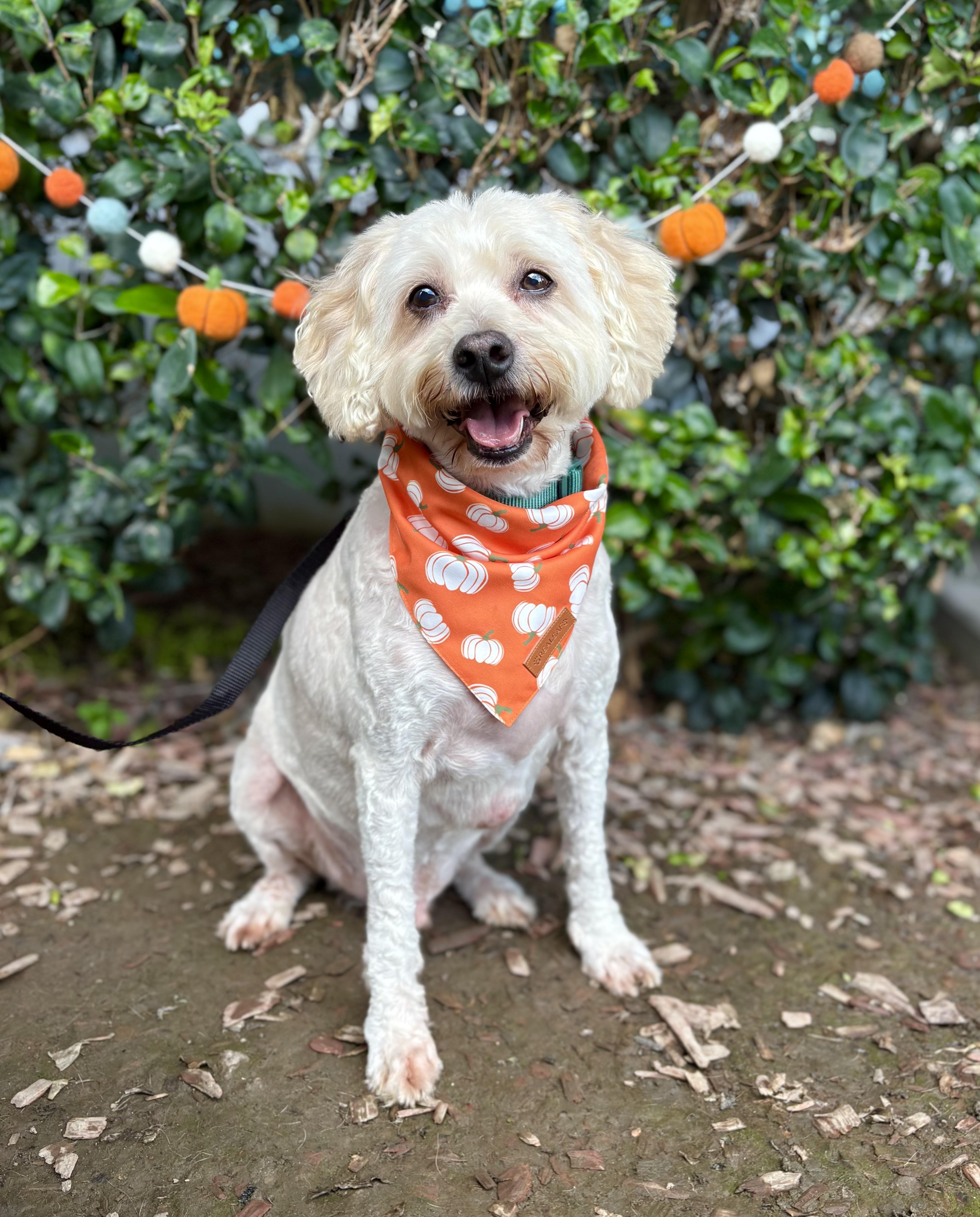 Enlarge Wesley, a Adoptable Cockapoo in South El Monte, CA image 6/6
