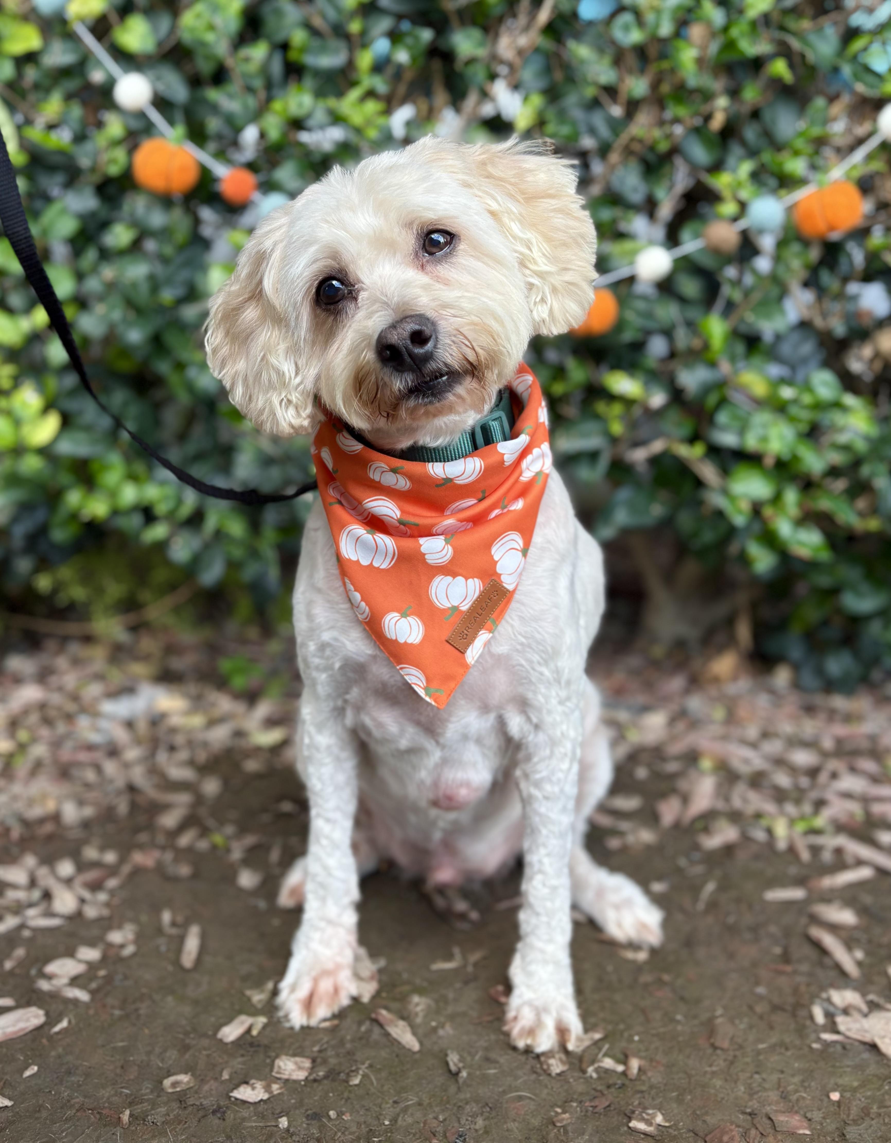 Enlarge Wesley, a Adoptable Cockapoo in South El Monte, CA image 1/6