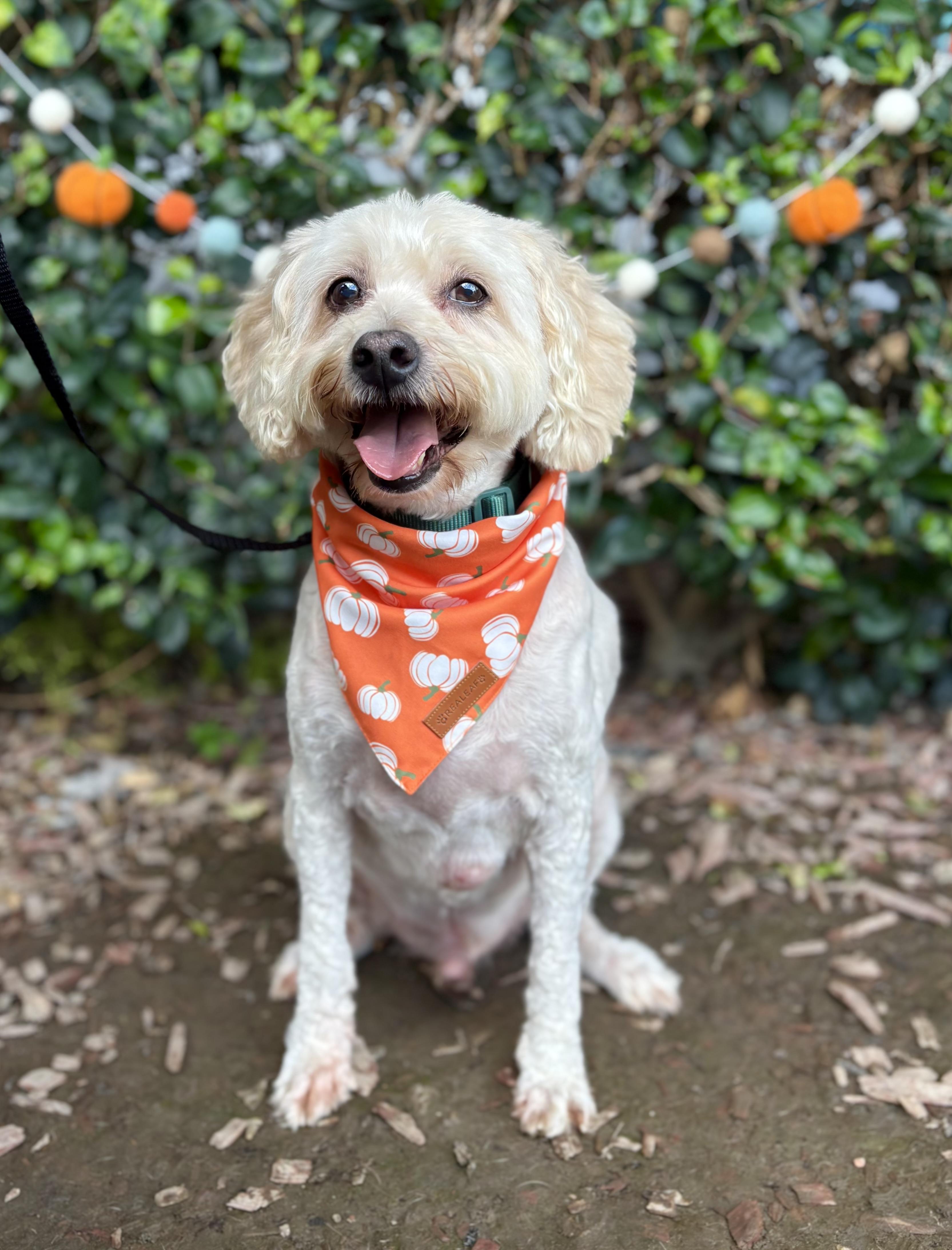 Enlarge Wesley, a Adoptable Cockapoo in South El Monte, CA image 2/6