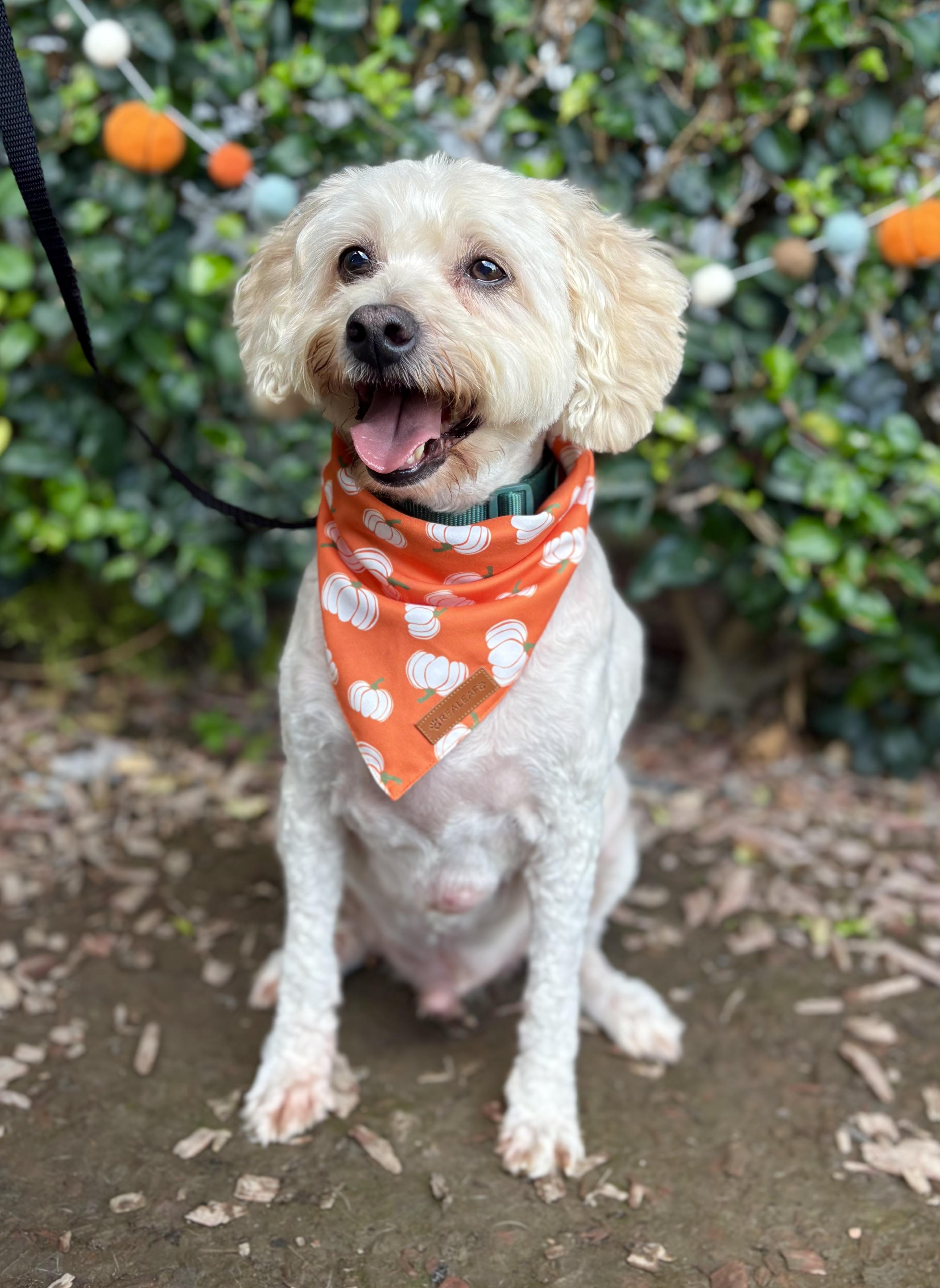 Enlarge Wesley, a Adoptable Cockapoo in South El Monte, CA image 4/6