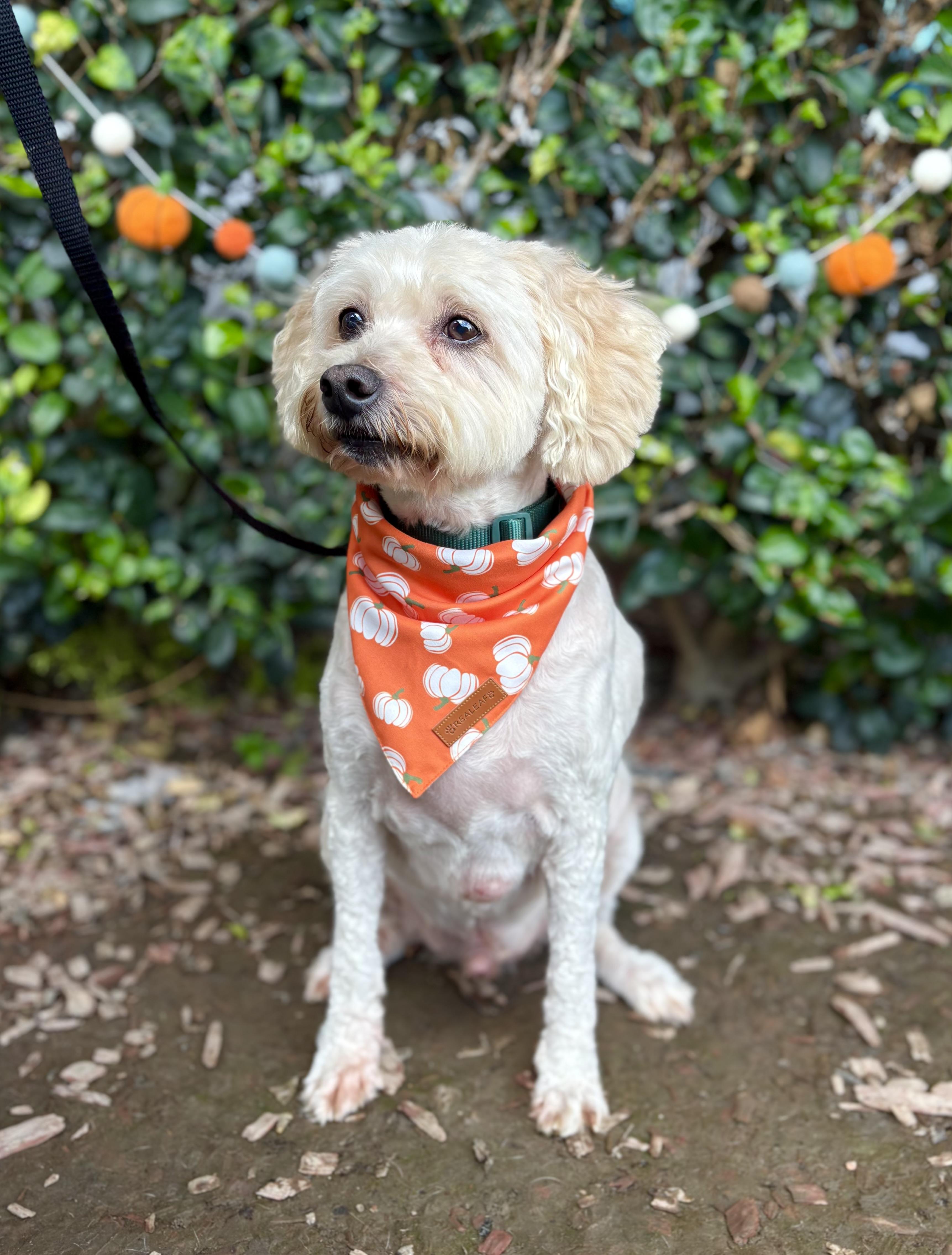 Enlarge Wesley, a Adoptable Cockapoo in South El Monte, CA image 5/6