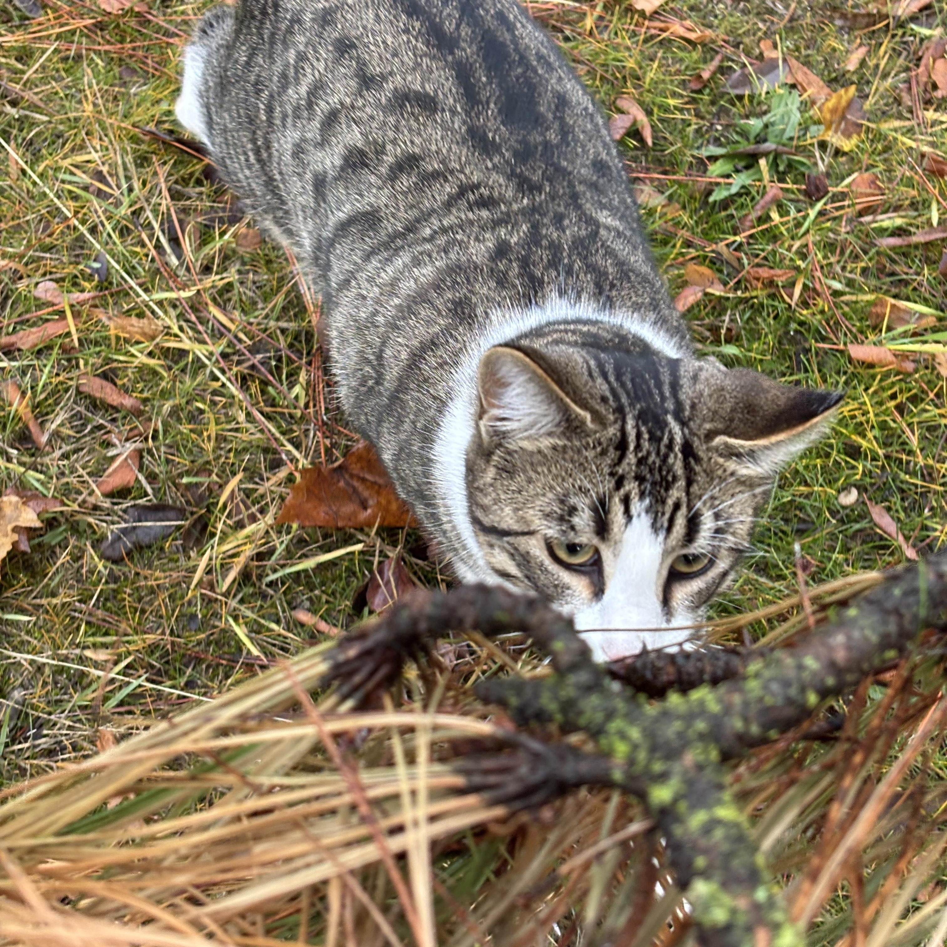 Enlarge **COURTESY LISTING** Screech, a Adoptable mixed breed in Moscow, ID image 2/5