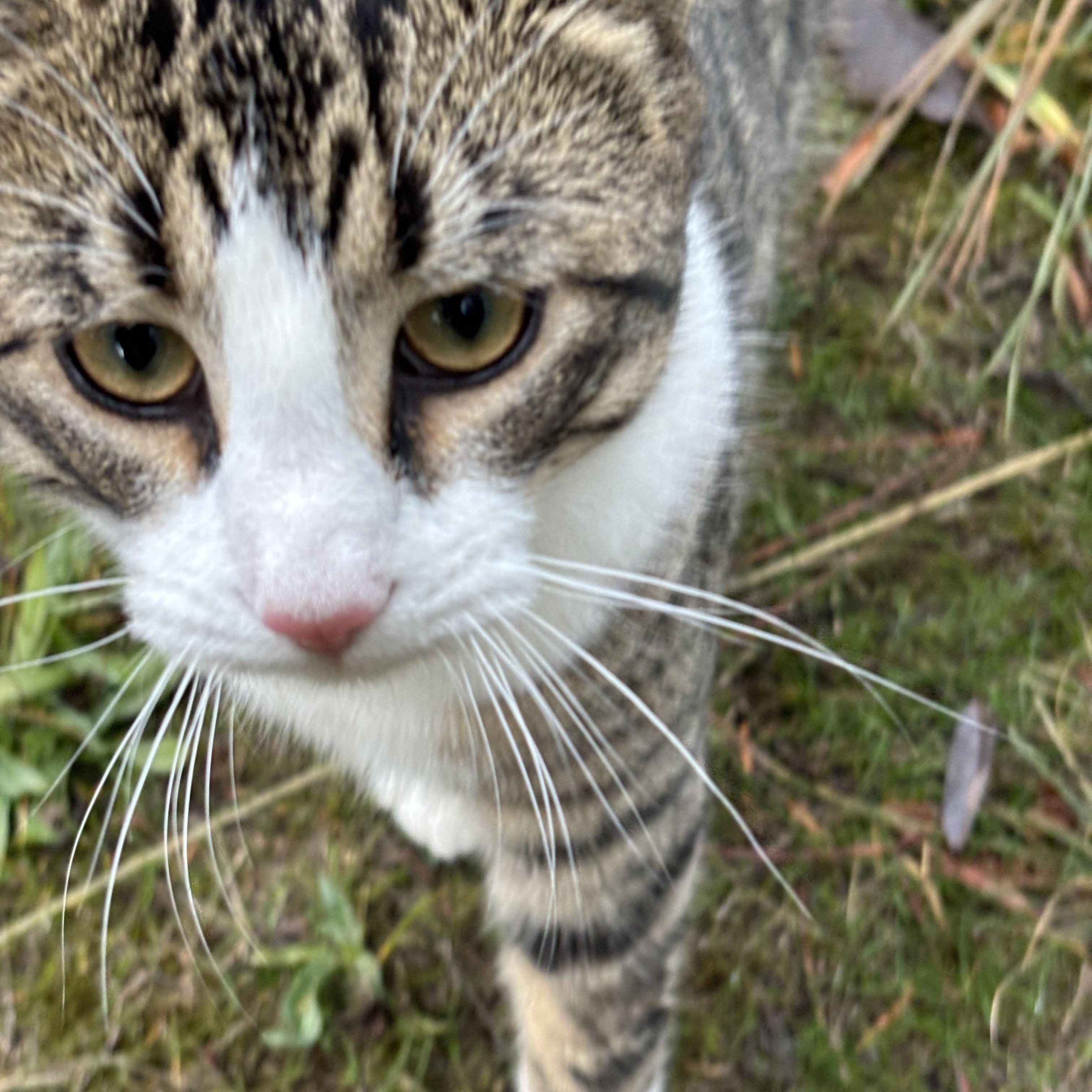 Enlarge **COURTESY LISTING** Screech, a Adoptable mixed breed in Moscow, ID image 3/5