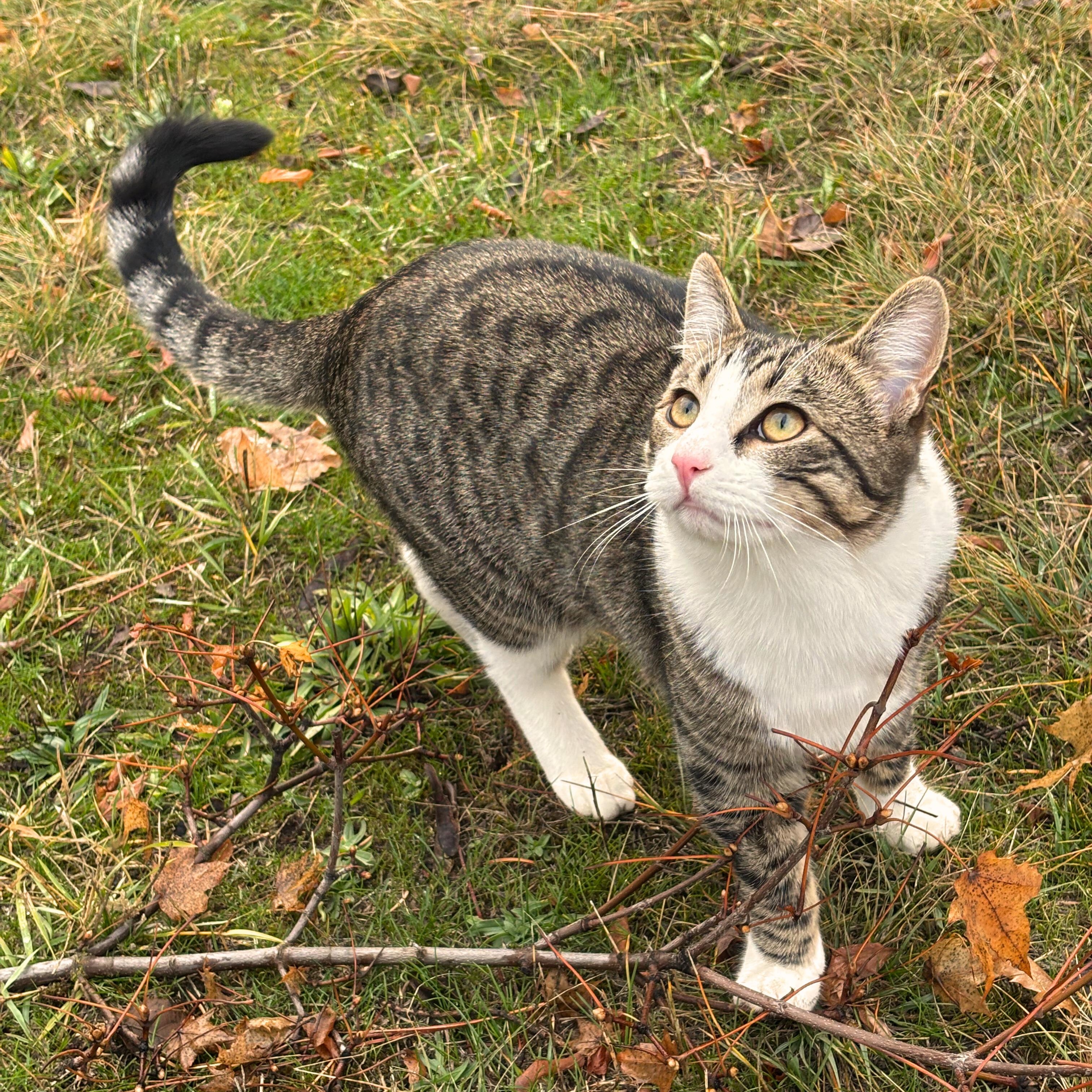 Enlarge **COURTESY LISTING** Screech, a Adoptable mixed breed in Moscow, ID image 1/5