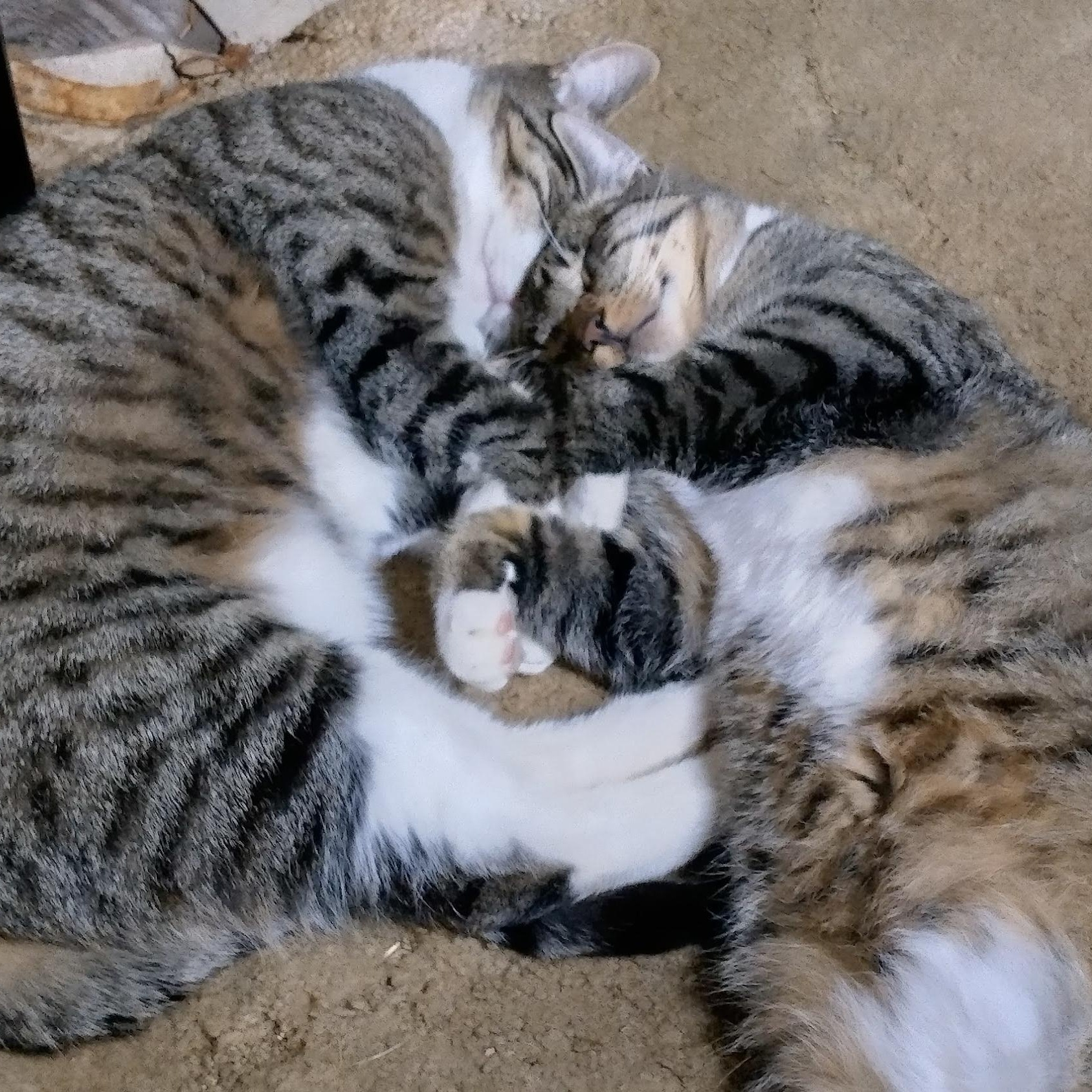 Enlarge **COURTESY LISTING** Screech, a Adoptable mixed breed in Moscow, ID image 4/5