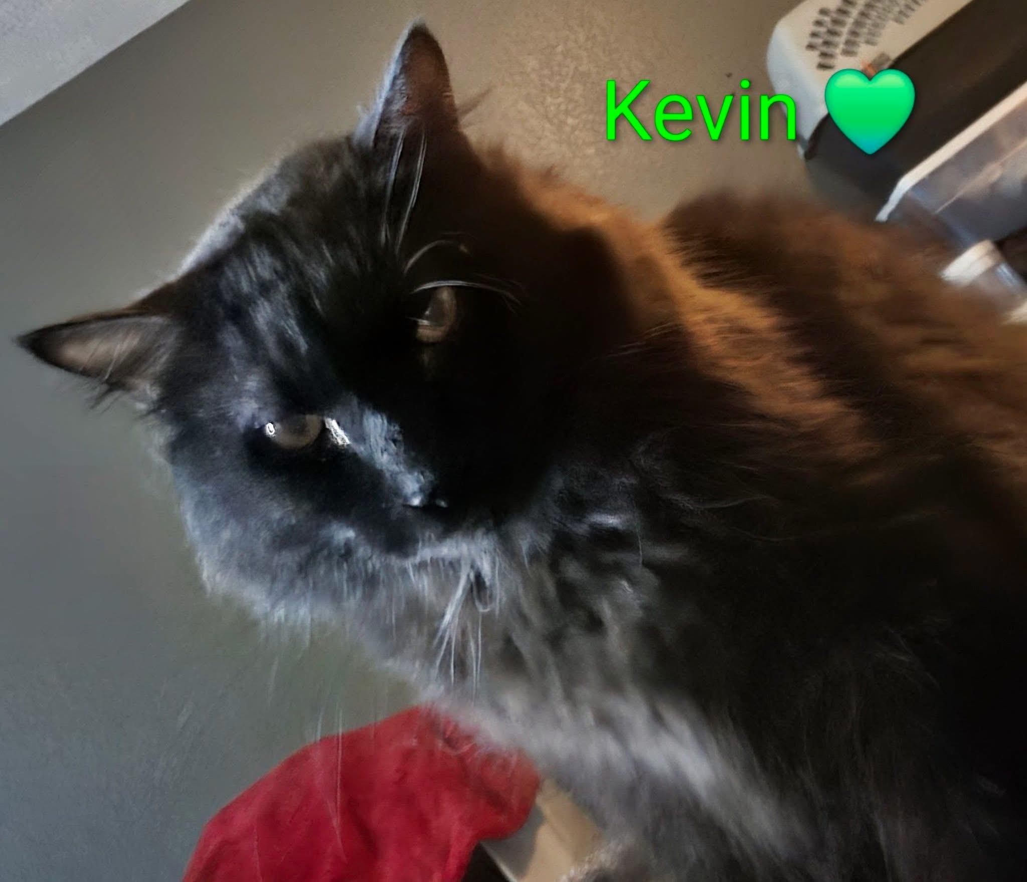 Kevin, Adoptable, Young Male Domestic Long Hair.