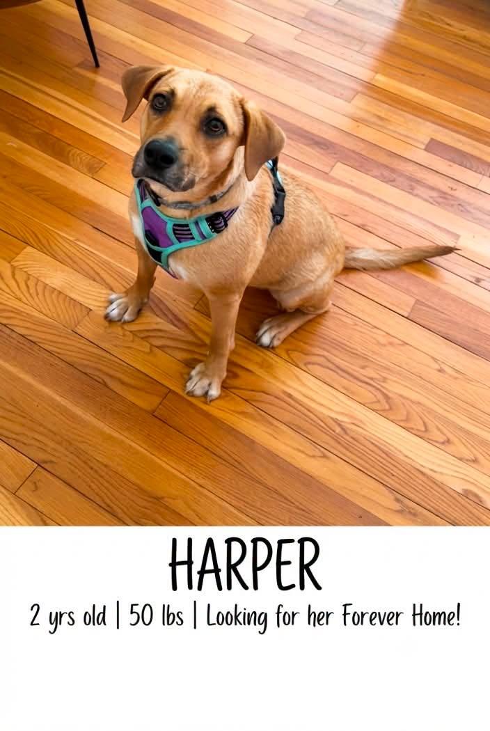 Enlarge Harper, a Adoptable mixed breed in Ossining, NY image 1/1