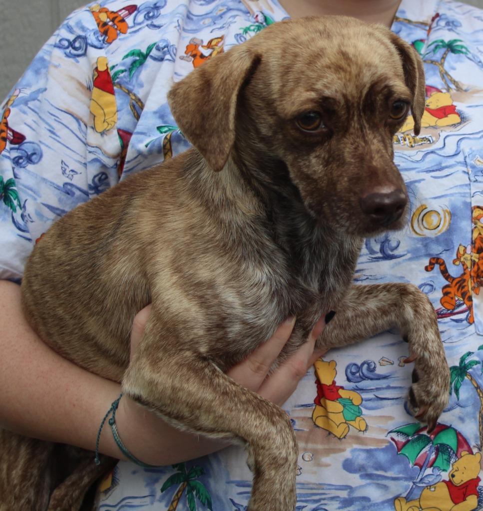 Kirkland, Adoptable, Young Male Chihuahua & Mixed Breed.