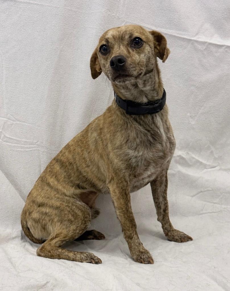 Enlarge Kirkland, a Adoptable mixed breed in Vacaville, CA image 2/2