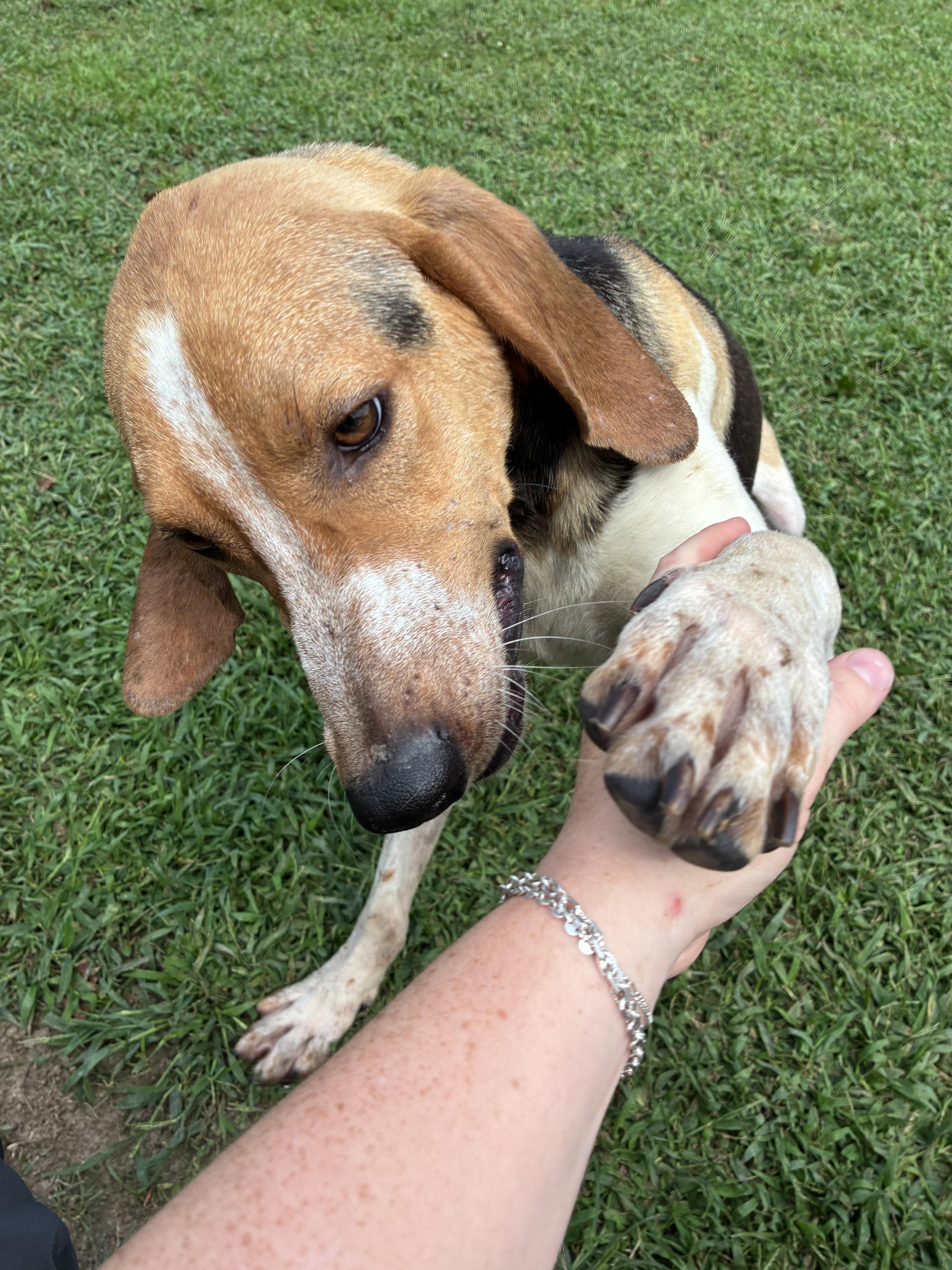 Enlarge Boomer - Paws Up, a Adoptable Treeing Walker Coonhound in North Bay, ON image 6/6