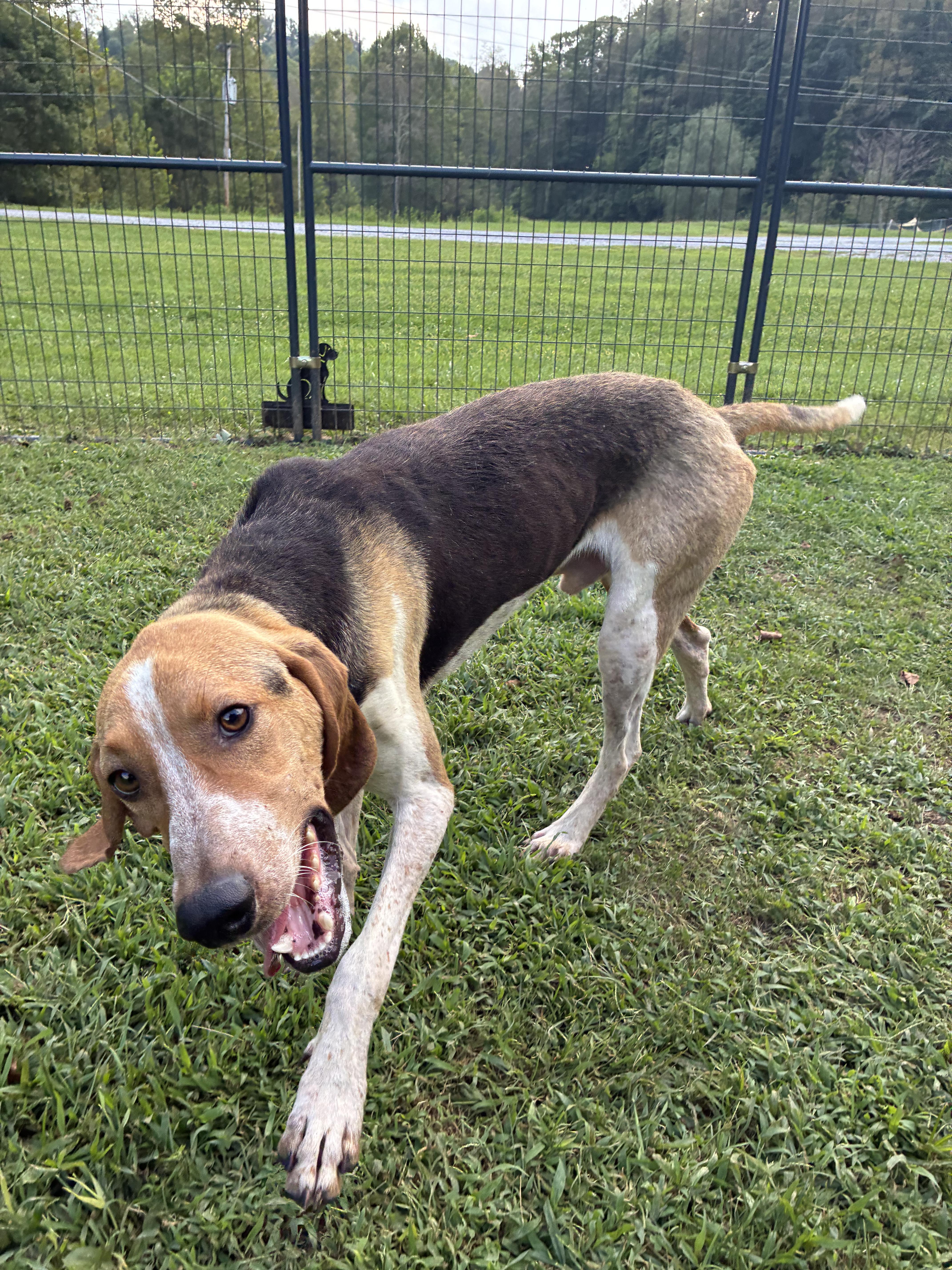 Enlarge Boomer - Paws Up, a Adoptable Treeing Walker Coonhound in North Bay, ON image 5/6
