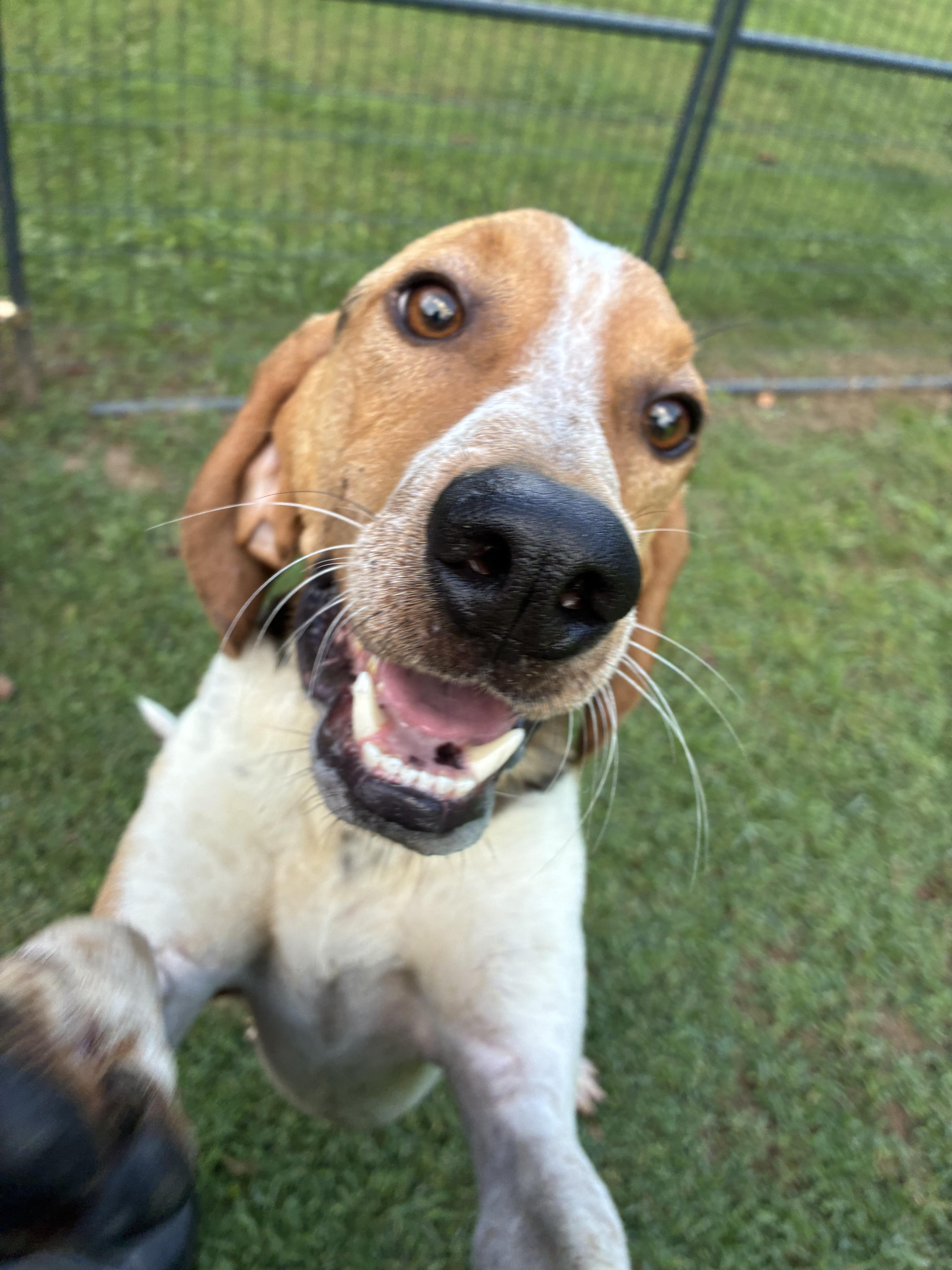 Enlarge Boomer - Paws Up, a Adoptable Treeing Walker Coonhound in North Bay, ON image 4/6