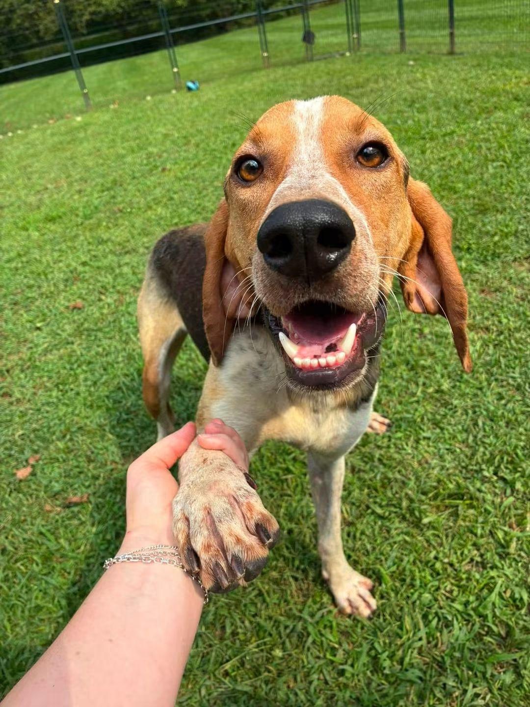 Boomer - Paws Up, Adoptable, Young Male Treeing Walker Coonhound.