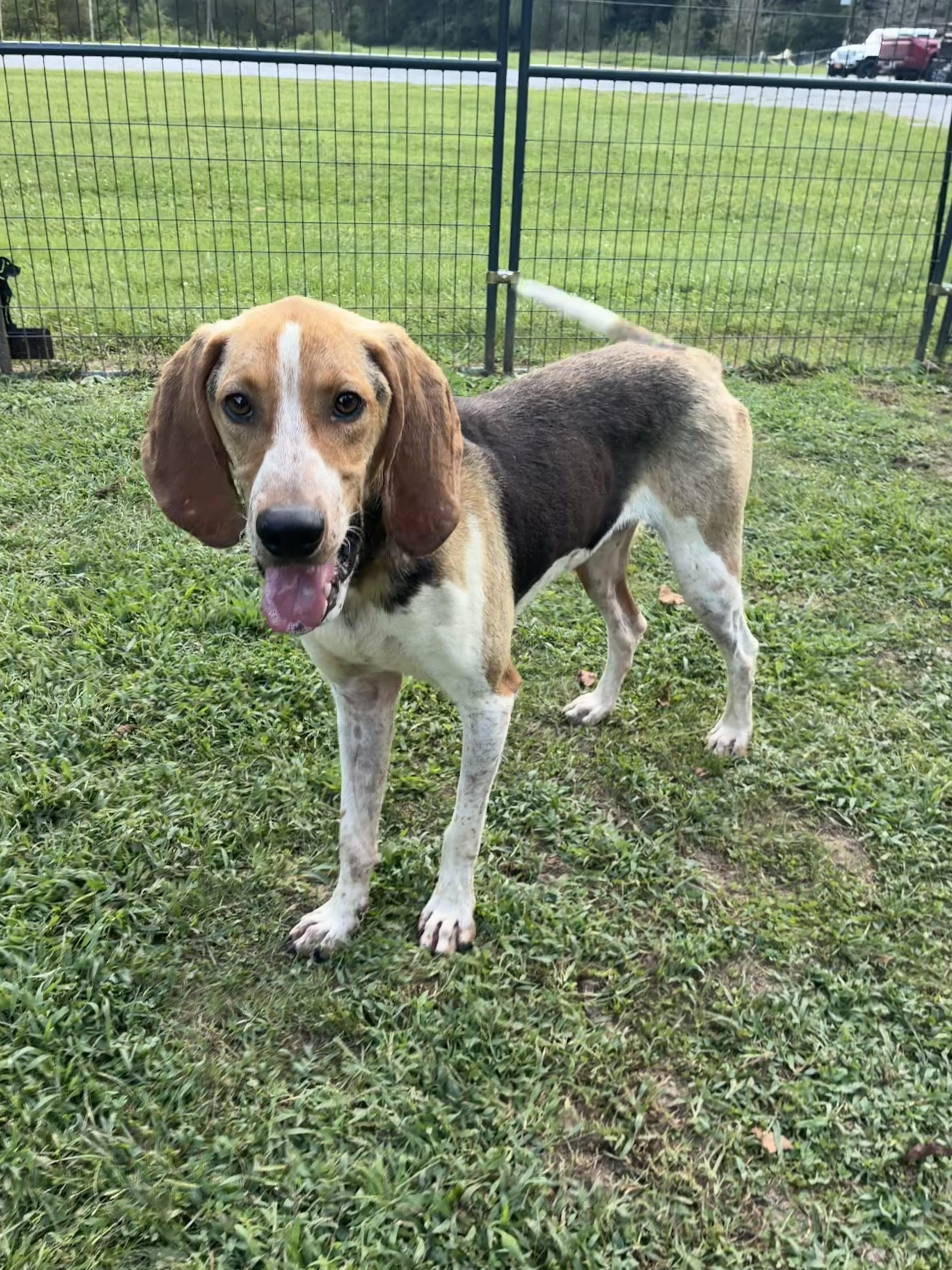 Enlarge Boomer - Paws Up, a Adoptable Treeing Walker Coonhound in North Bay, ON image 2/6