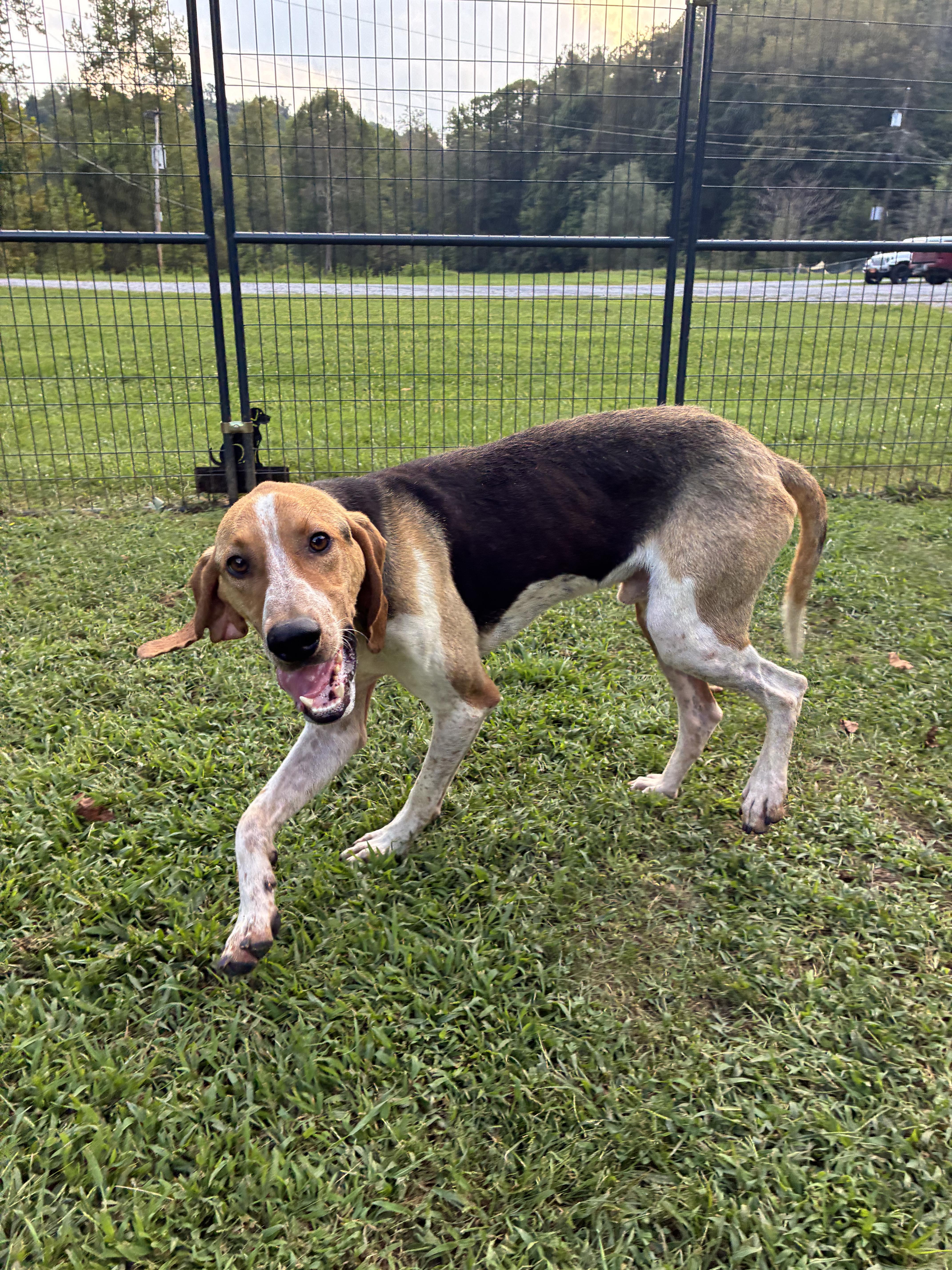 Enlarge Boomer - Paws Up, a Adoptable Treeing Walker Coonhound in North Bay, ON image 3/6