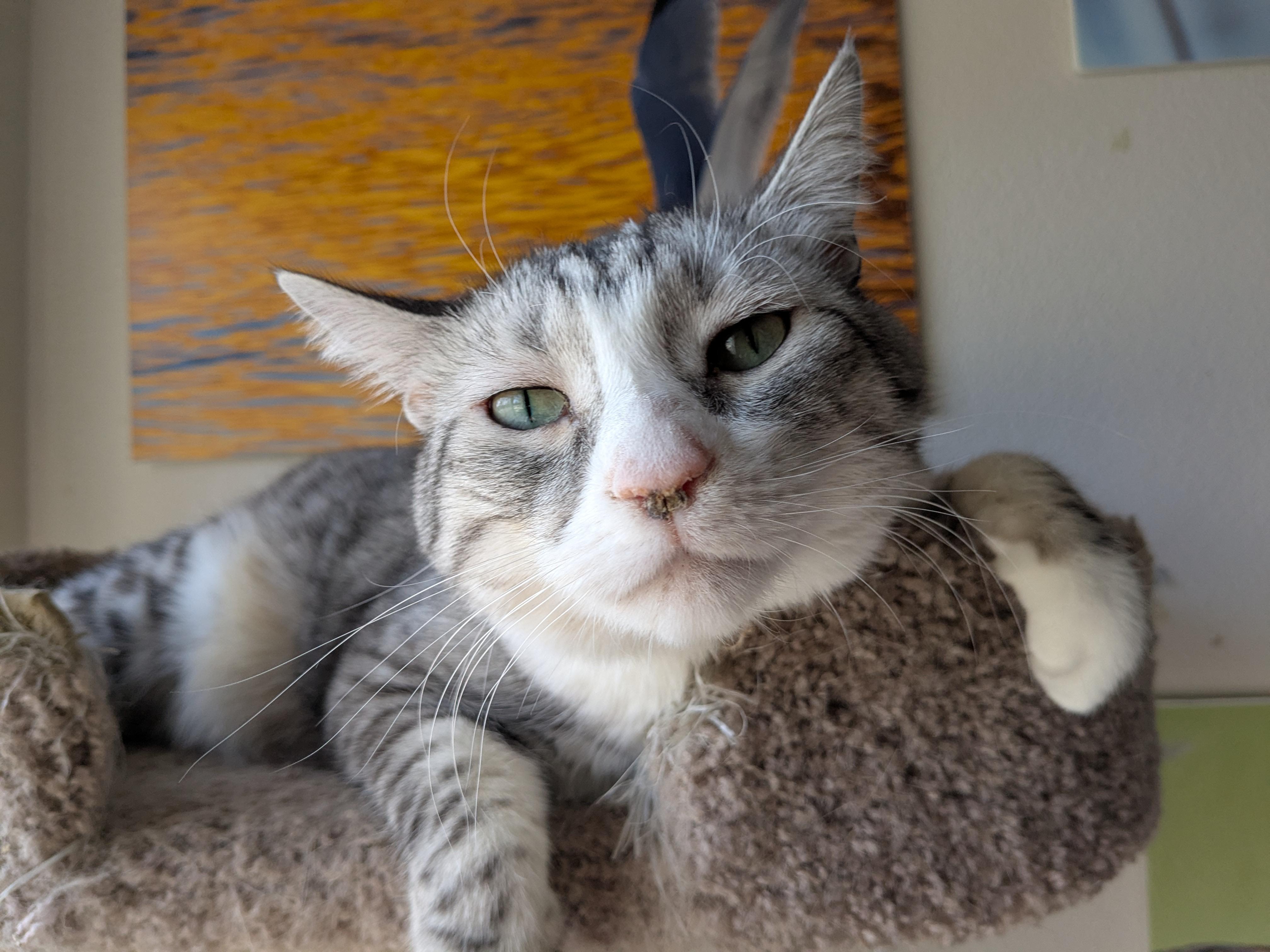 Ava, an adoptable Domestic Short Hair in Boise, ID, 83706 | Photo Image 2