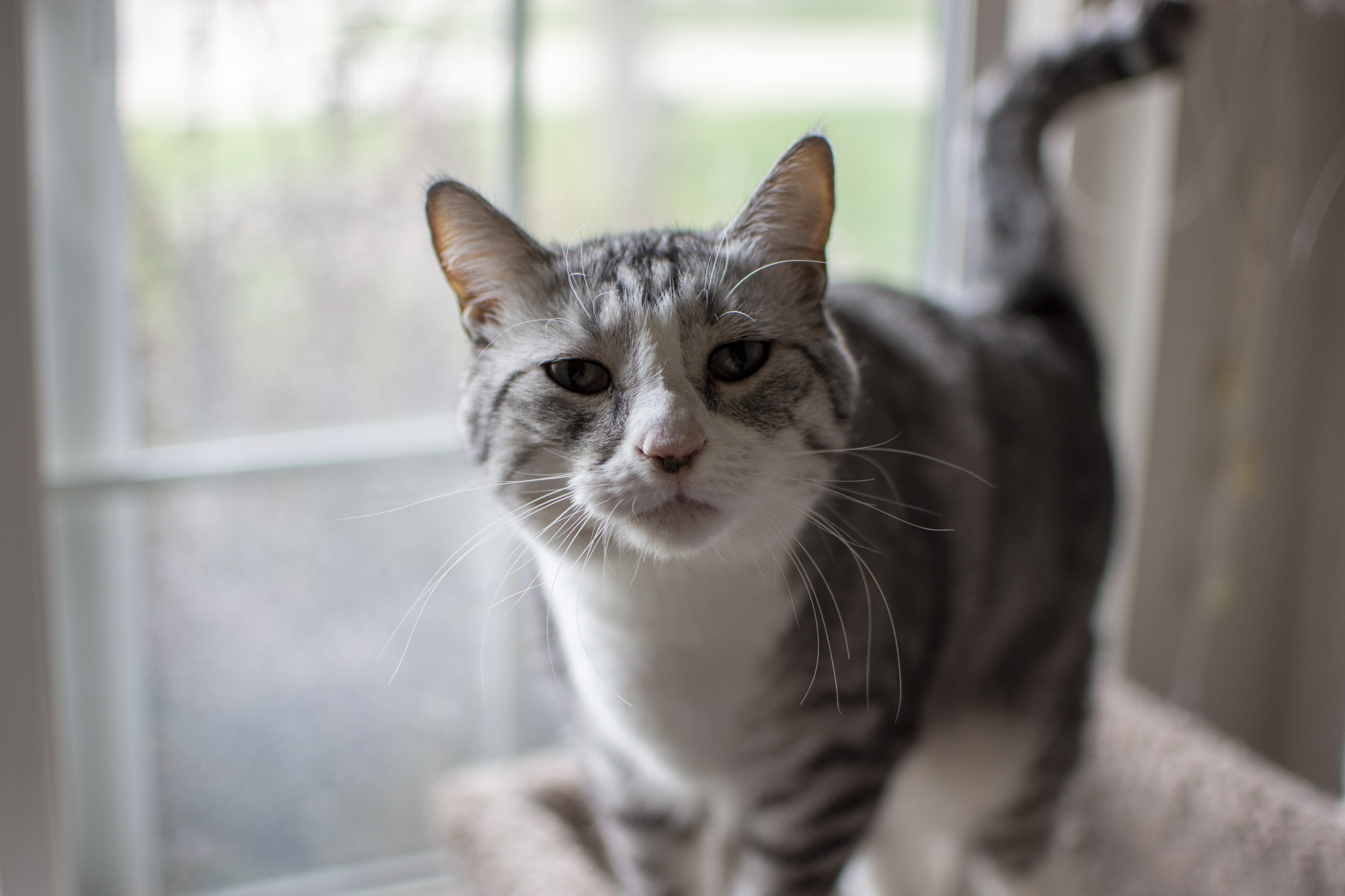 Ava, Adoptable, Adult Female Domestic Short Hair.