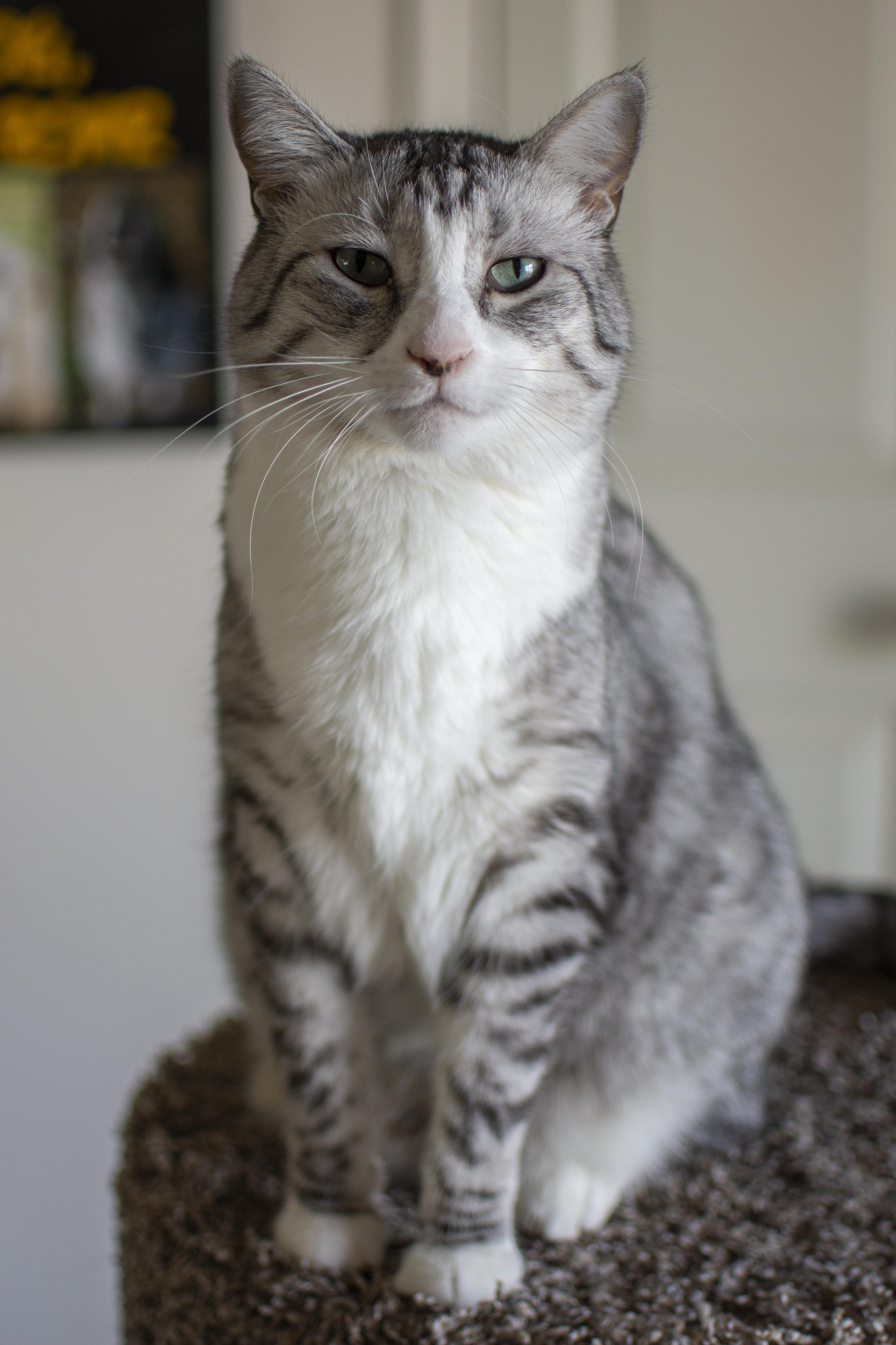 Enlarge Ava, a Adoptable Domestic Short Hair in Boise, ID image 3/3