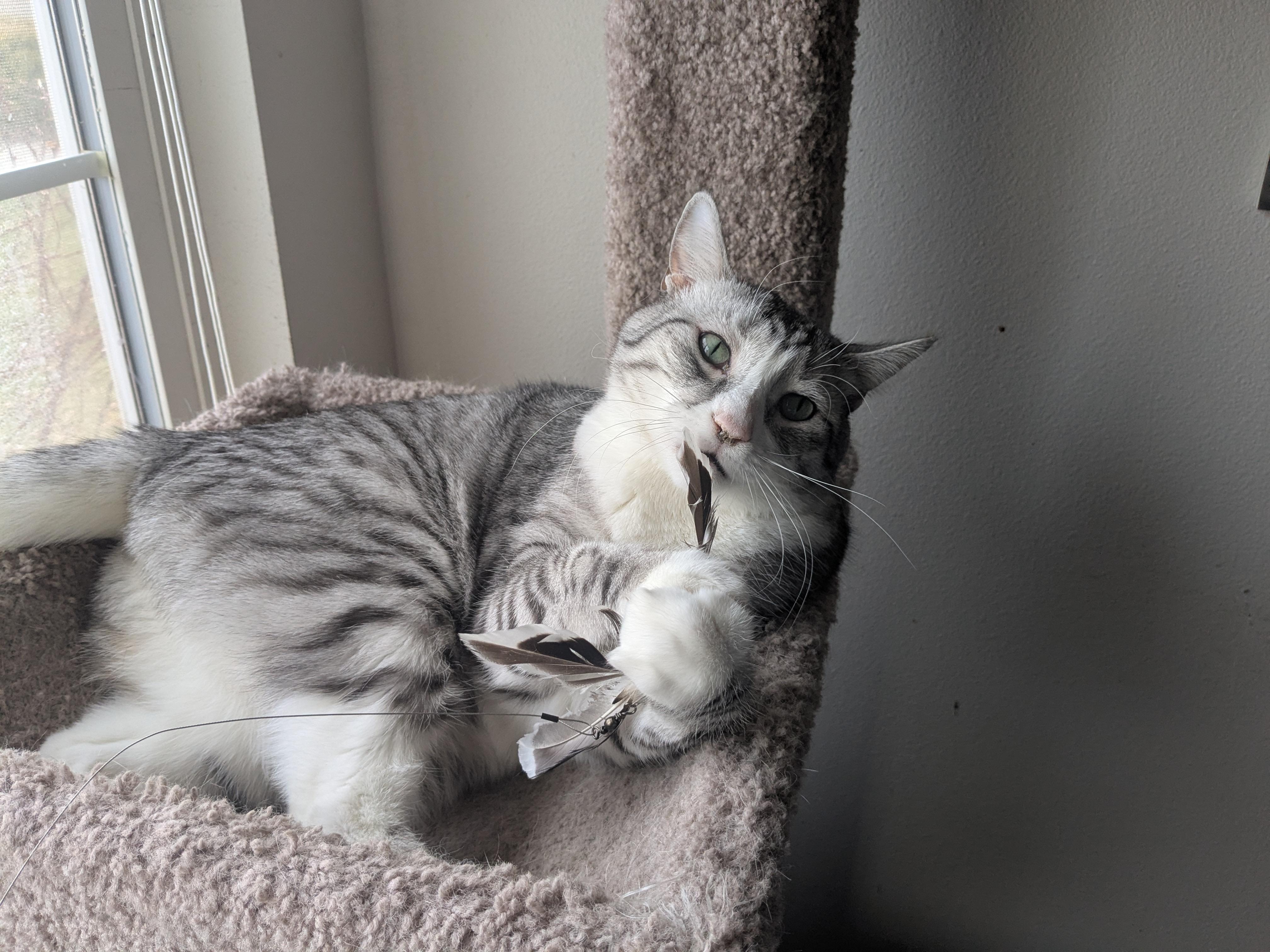 Ava, an adoptable Domestic Short Hair in Boise, ID, 83706 | Photo Image 3