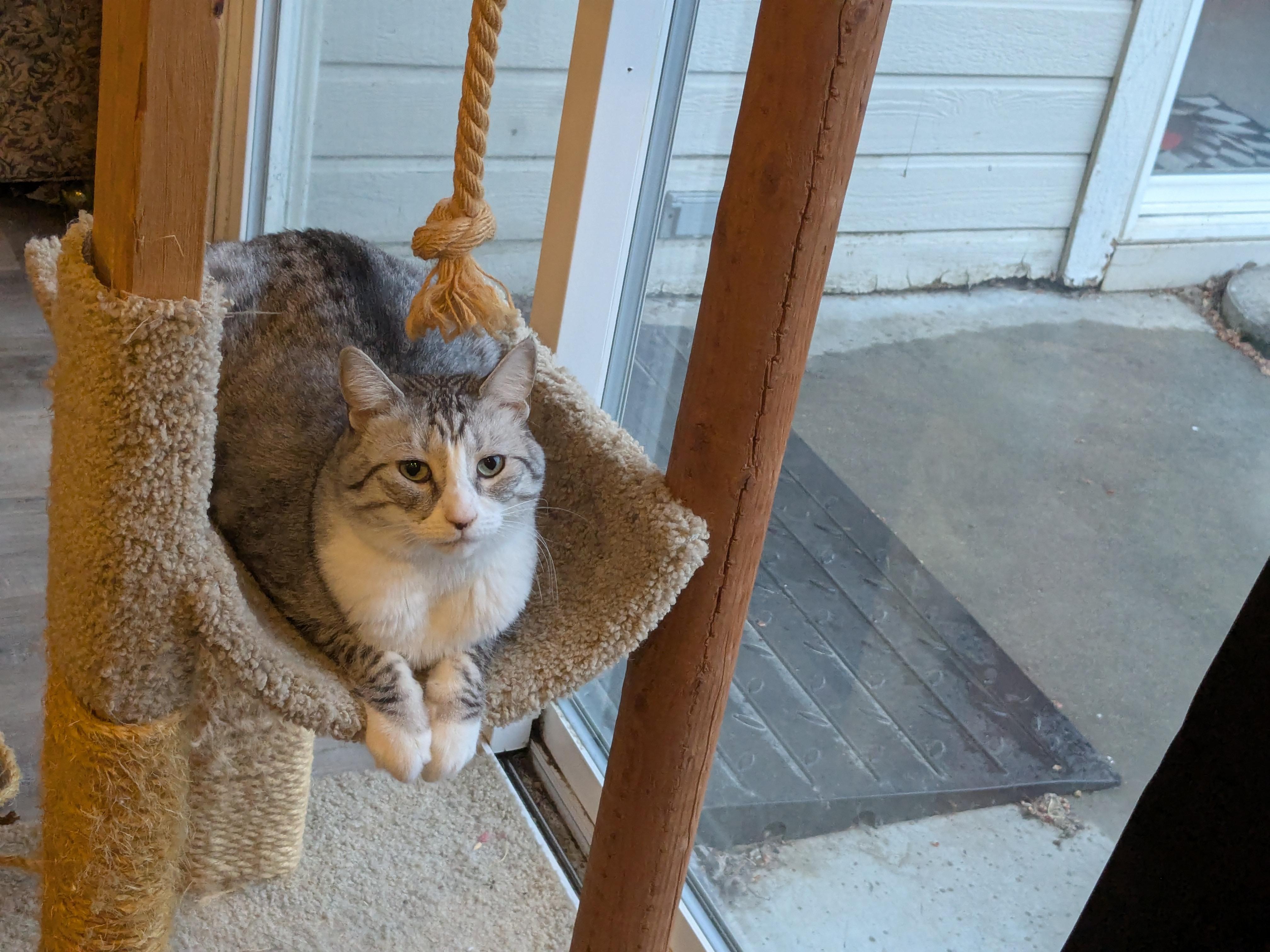 Ava, a Adoptable Domestic Short Hair in Boise, ID image 1/3