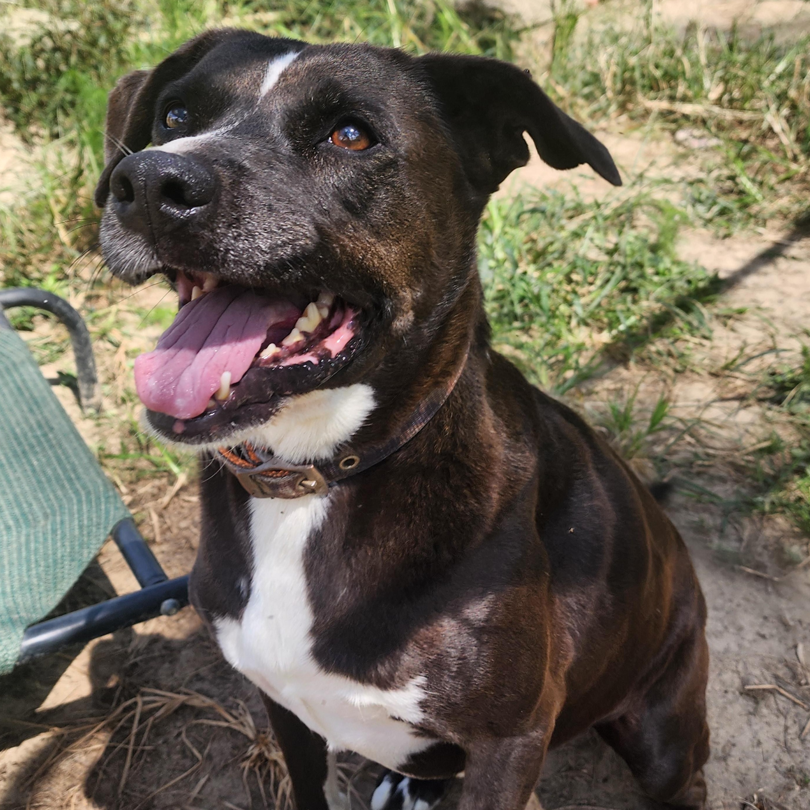 Enlarge Chief, a Adoptable mixed breed in Benson, NC image 1/3