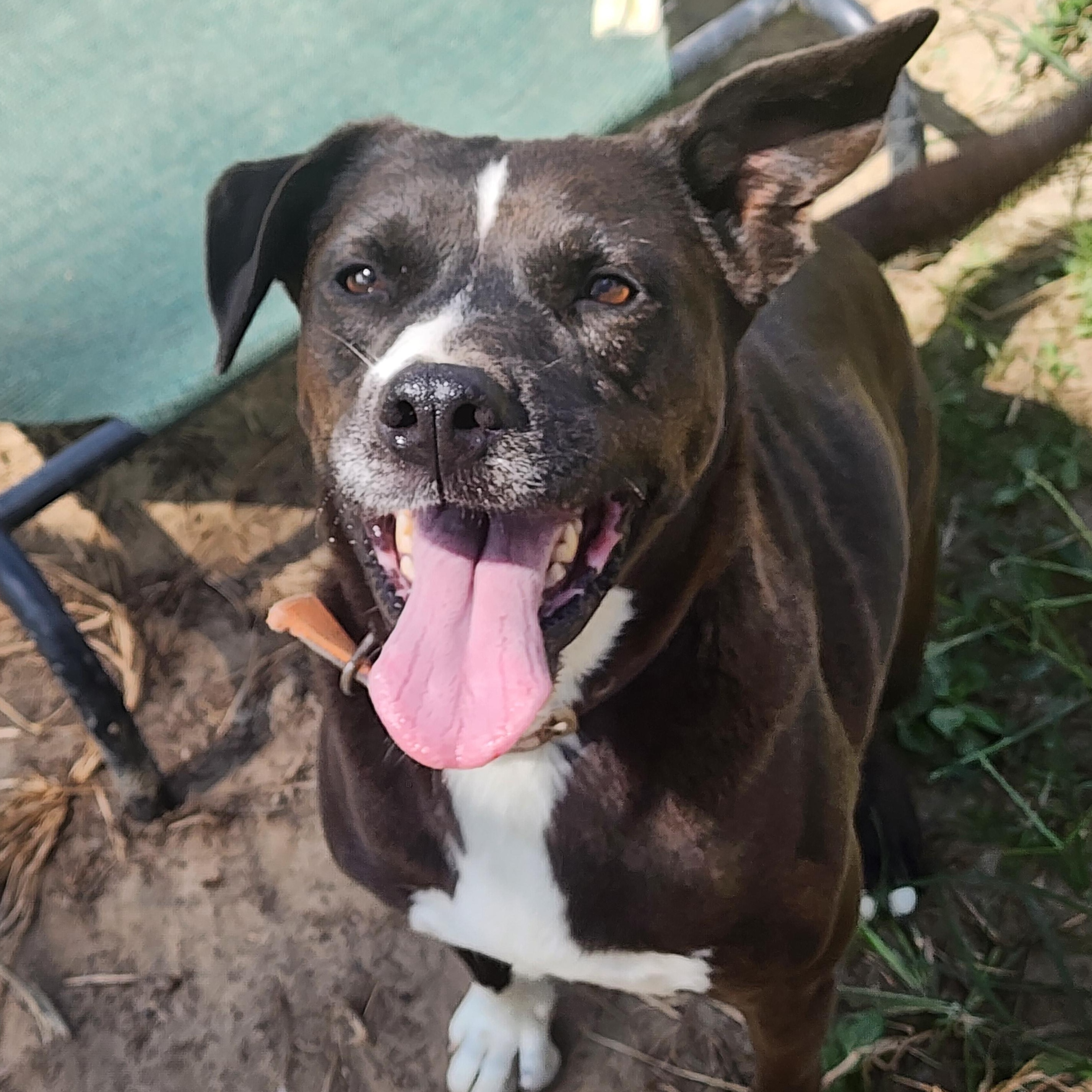 Enlarge Chief, a Adoptable mixed breed in Benson, NC image 2/3