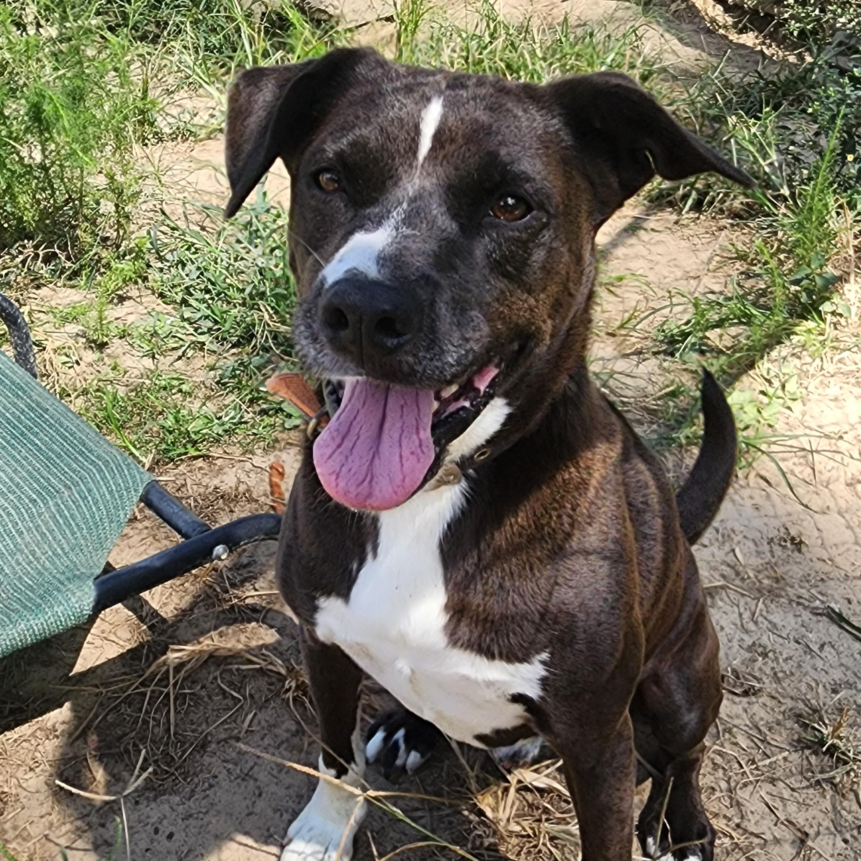 Enlarge Chief, a Adoptable mixed breed in Benson, NC image 3/3
