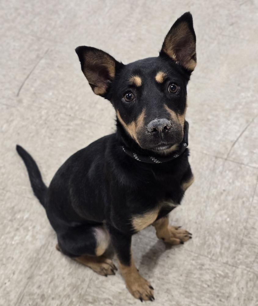 Kesha, a Adoptable mixed breed in Sedalia, CO image 1/4