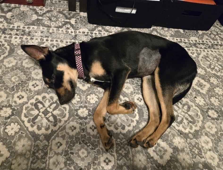 Kesha, a Adoptable mixed breed in Sedalia, CO image 2/4