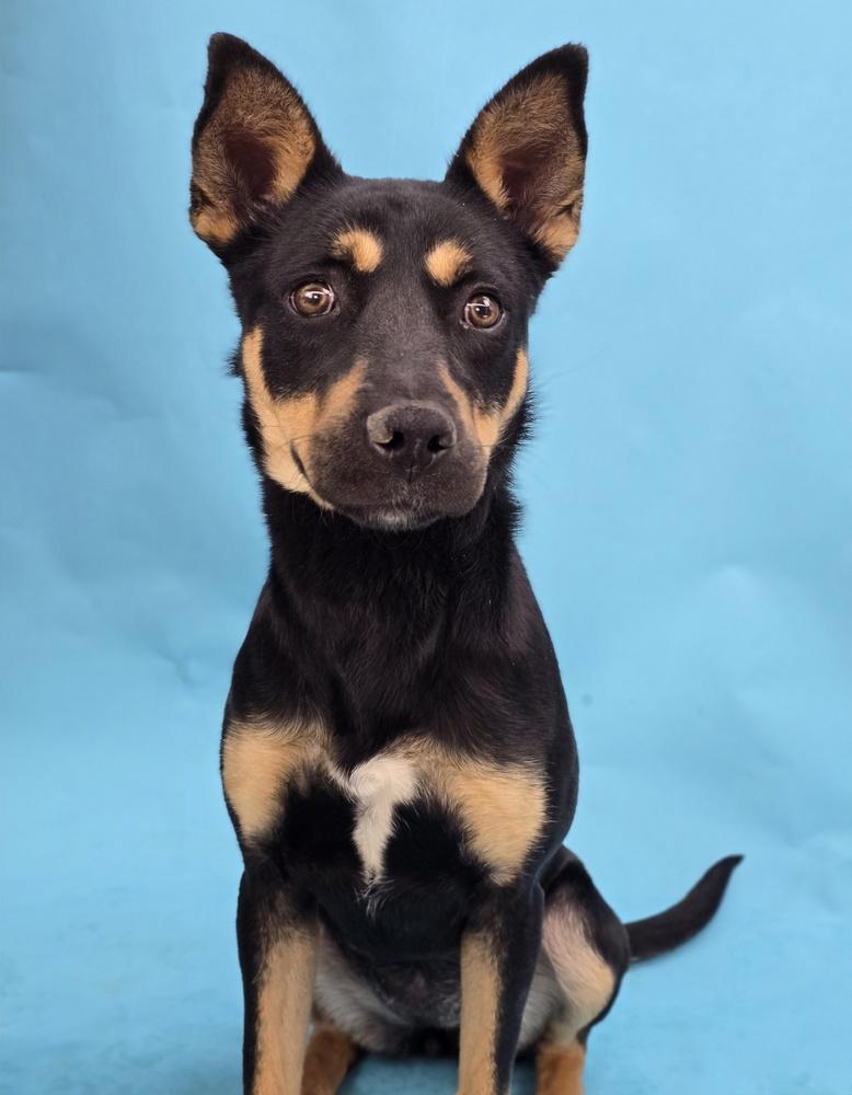 Kesha, Adoptable, Young Female Australian Kelpie.